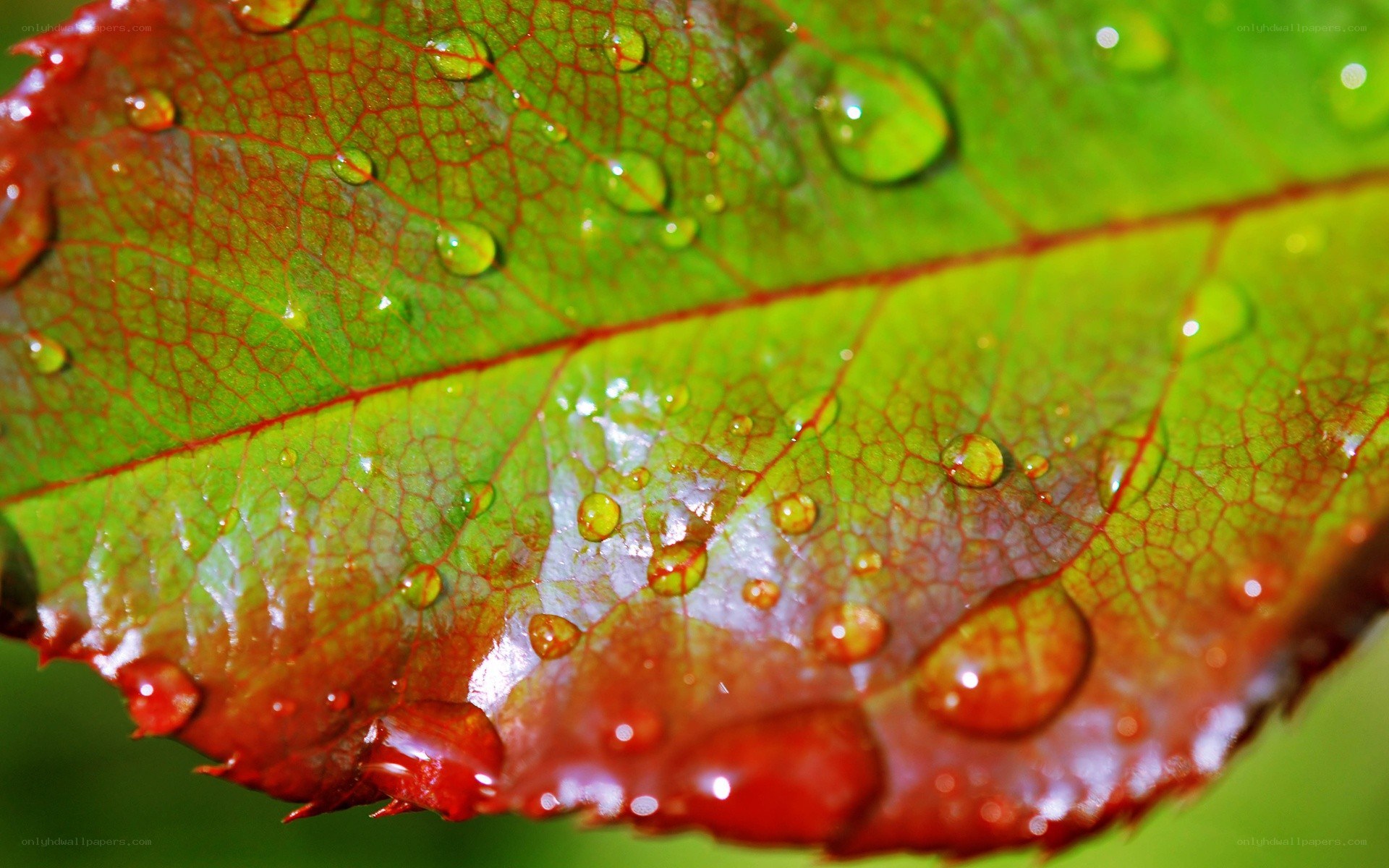 Water droplets on a leaf