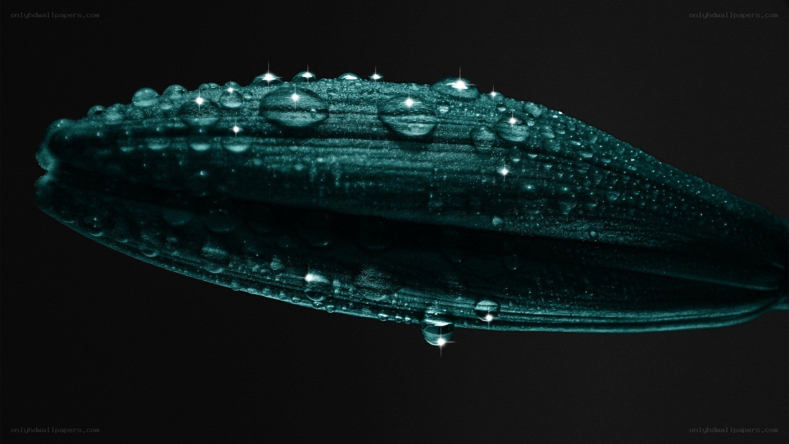 Water droplets on a leaf
