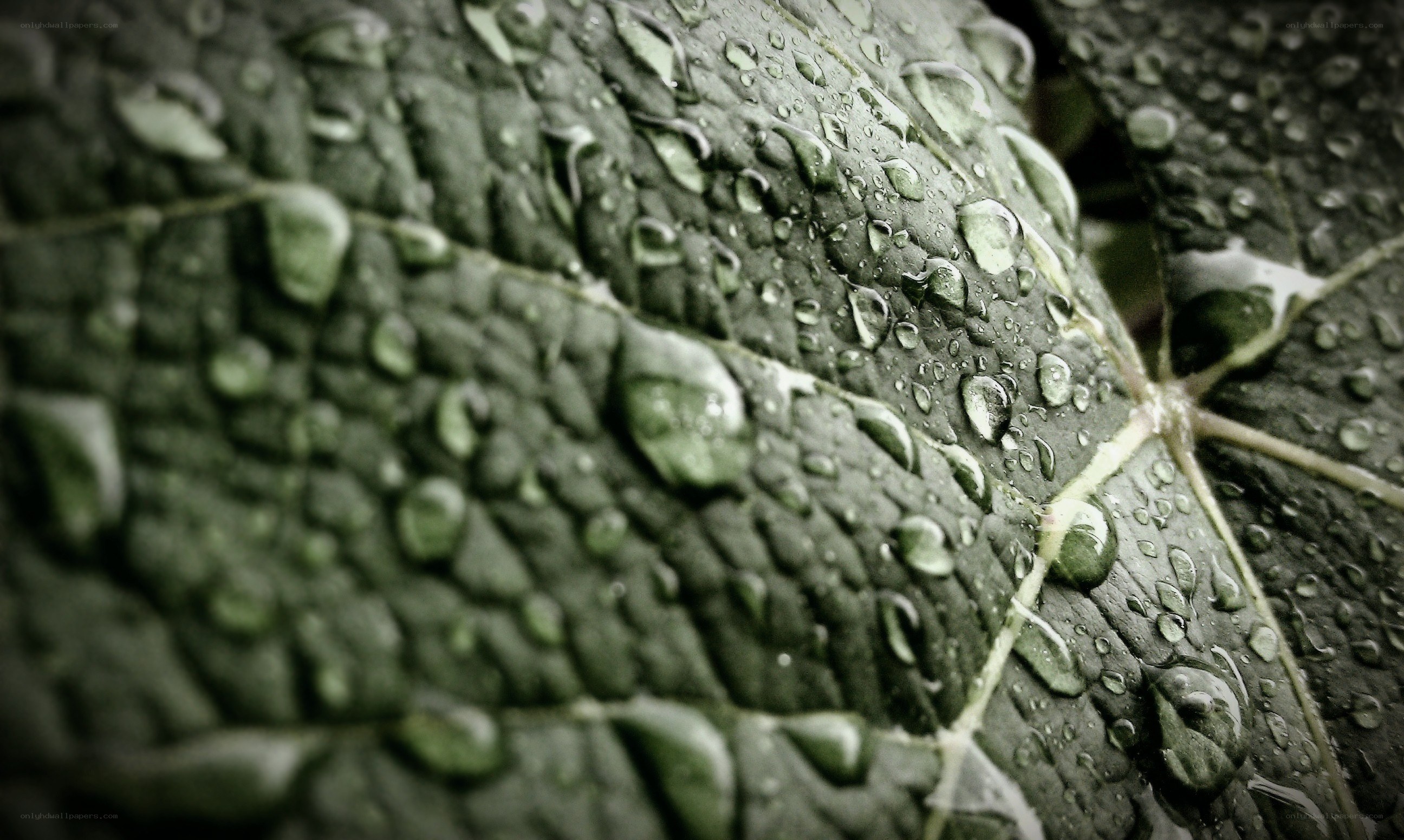 Water droplets on a leaf
