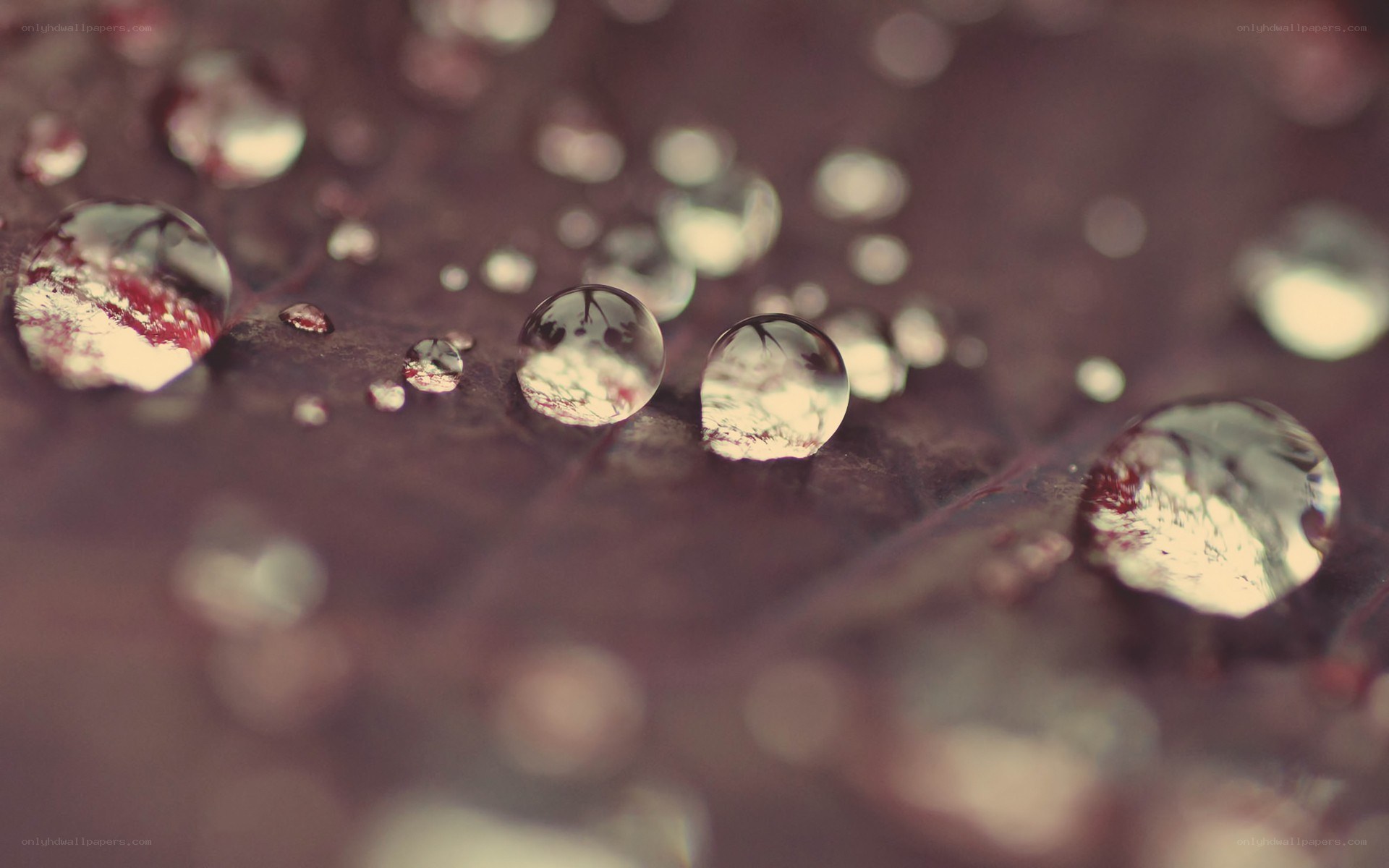 Water droplets on a leaf