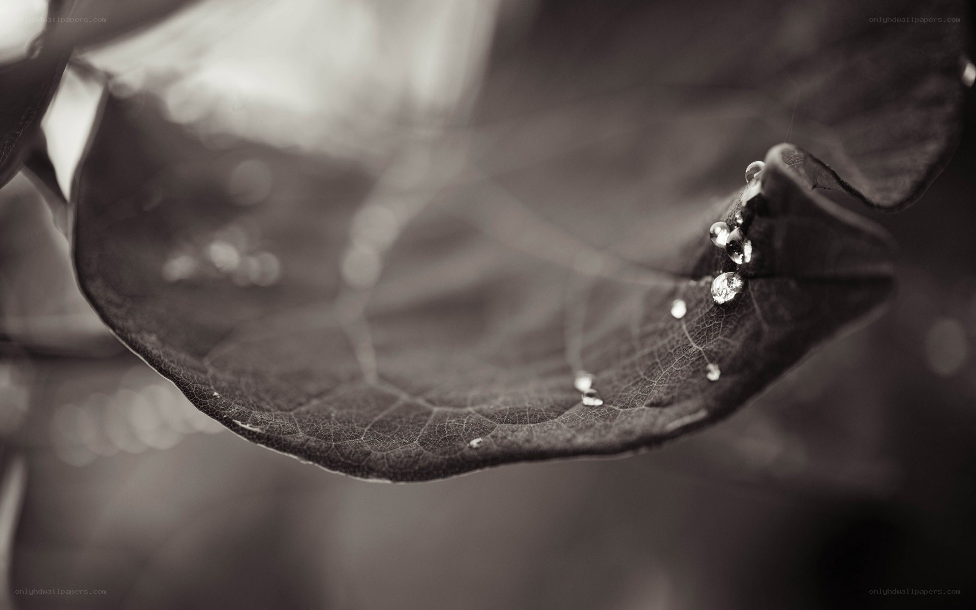Water droplets on a leaf