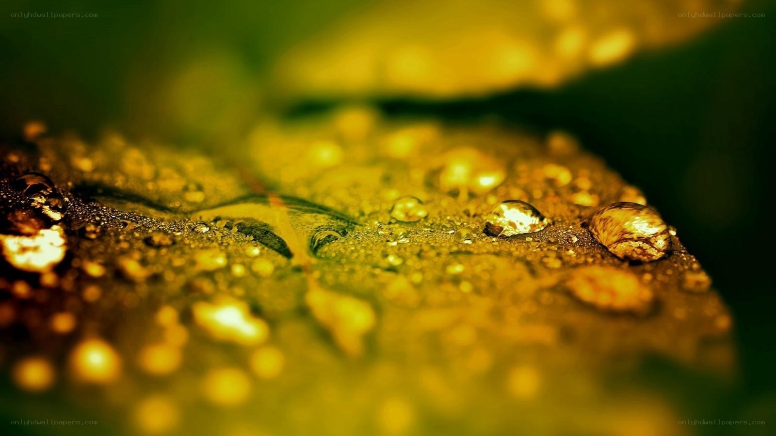 Water droplets on a leaf