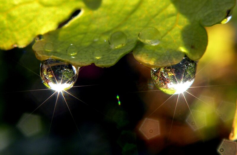 Water droplets on a leaf