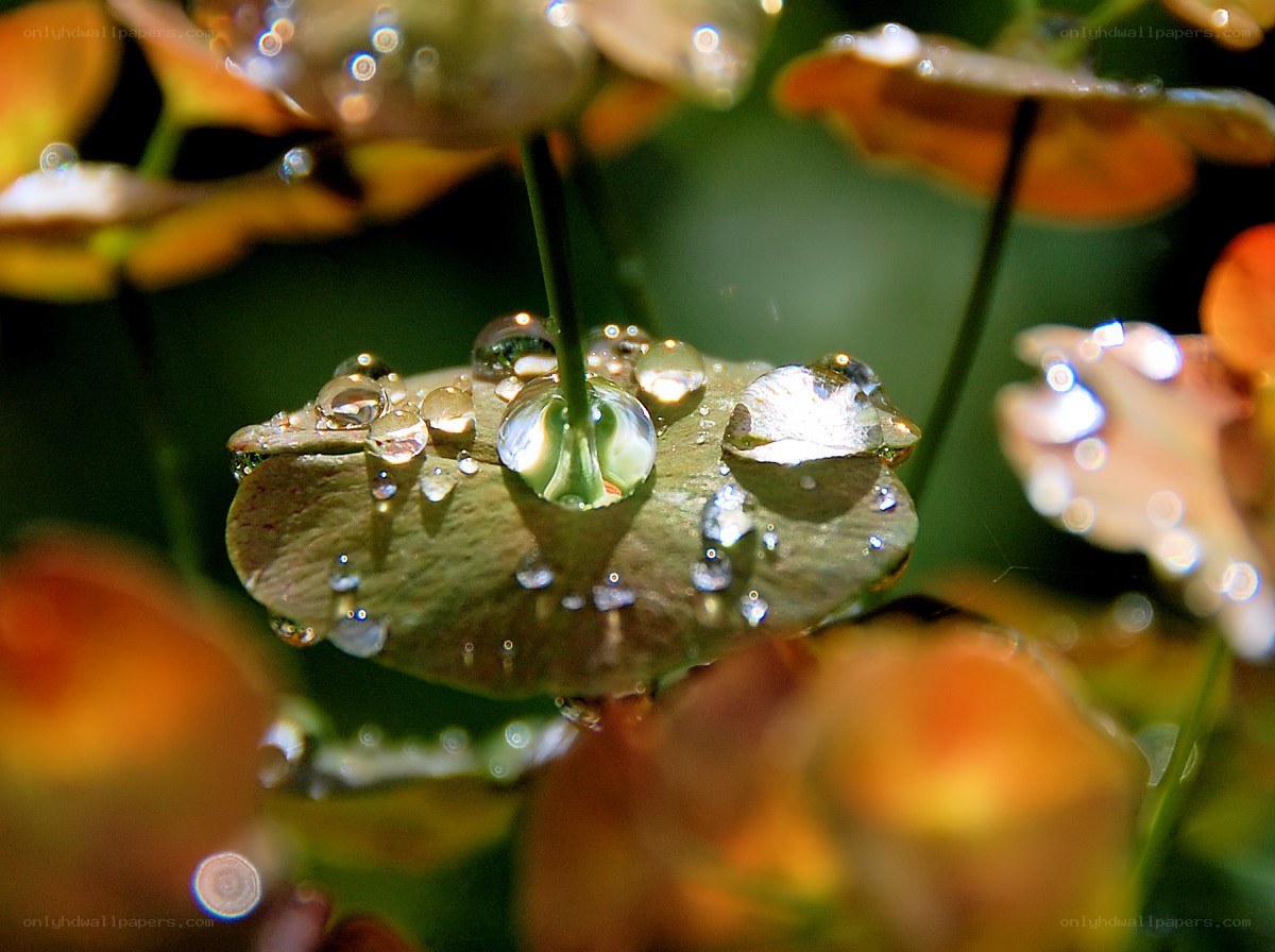 Water droplets on a leaf