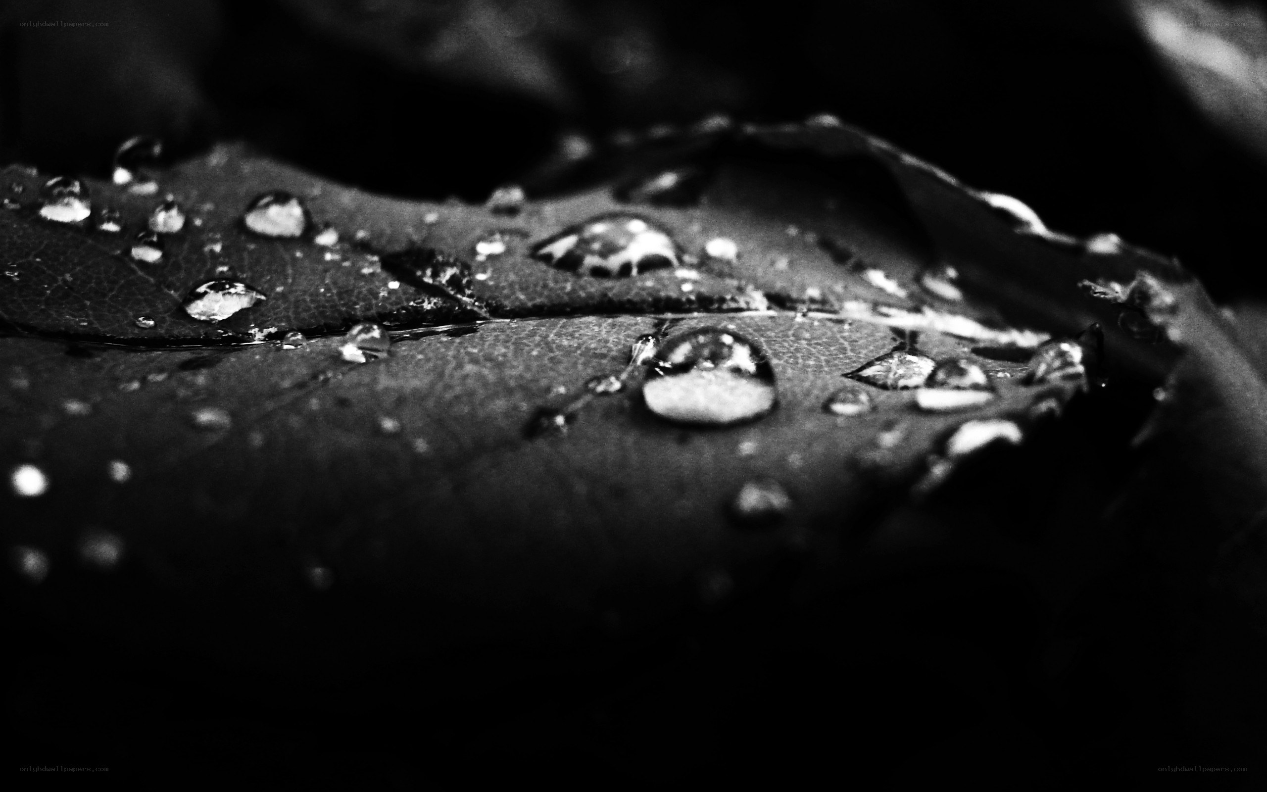 Water droplets on a leaf
