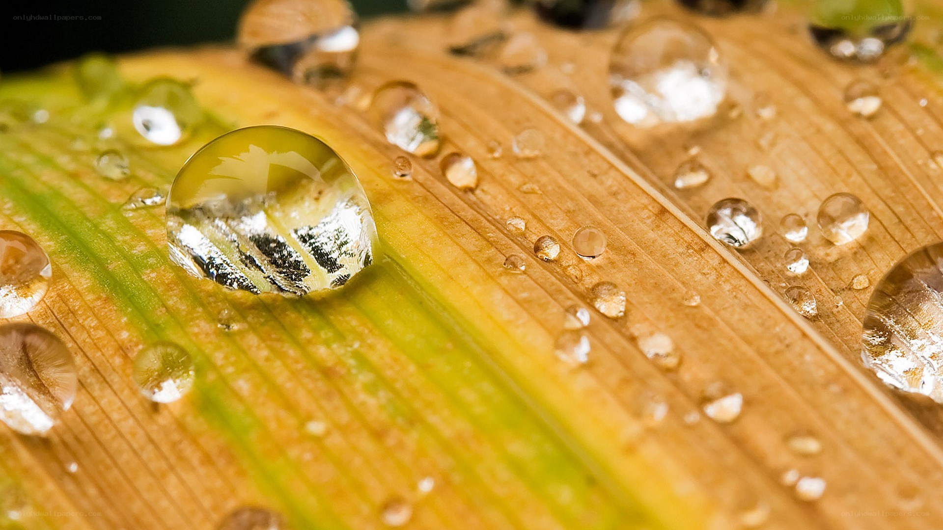 Water droplets on a leaf