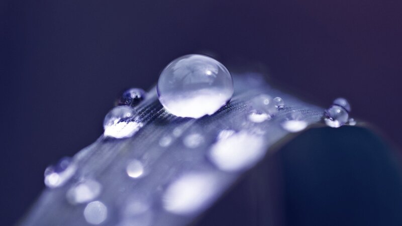 Water droplets on a leaf