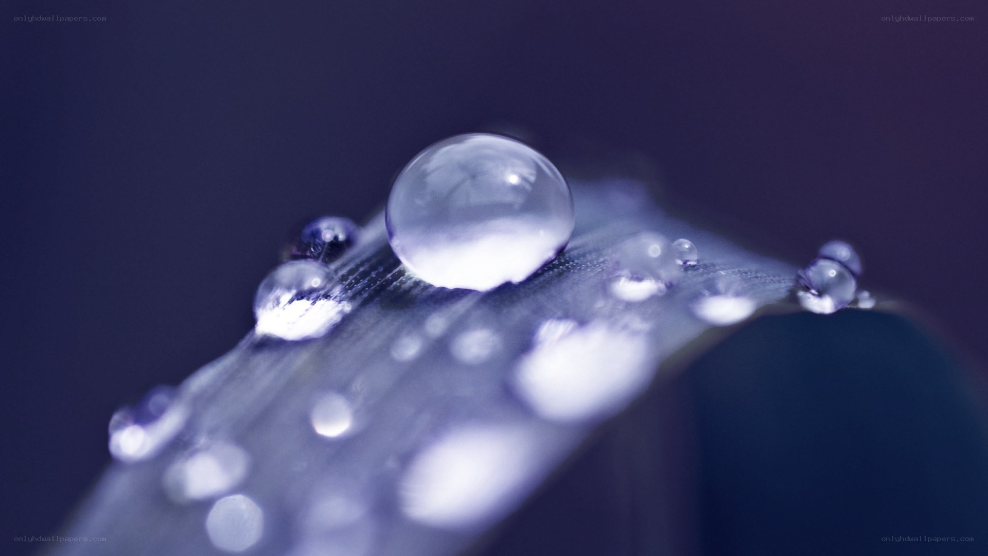 Water droplets on a leaf