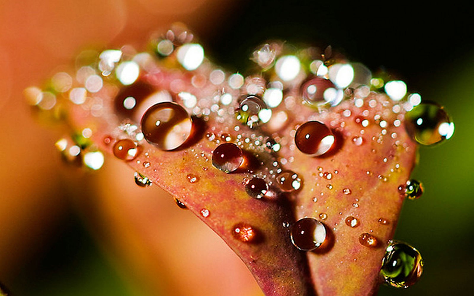 Water droplets on a leaf