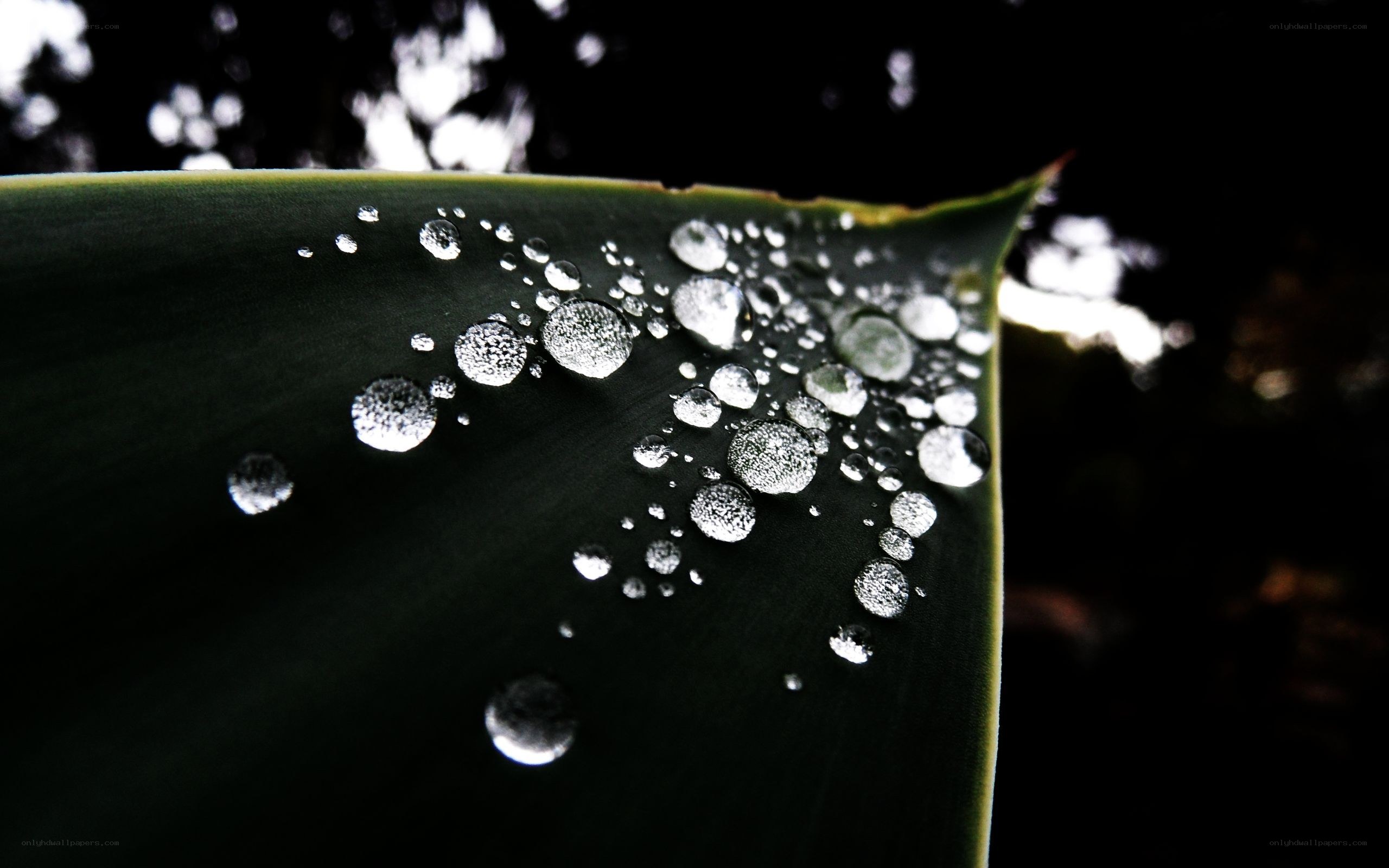 Water droplets on a leaf