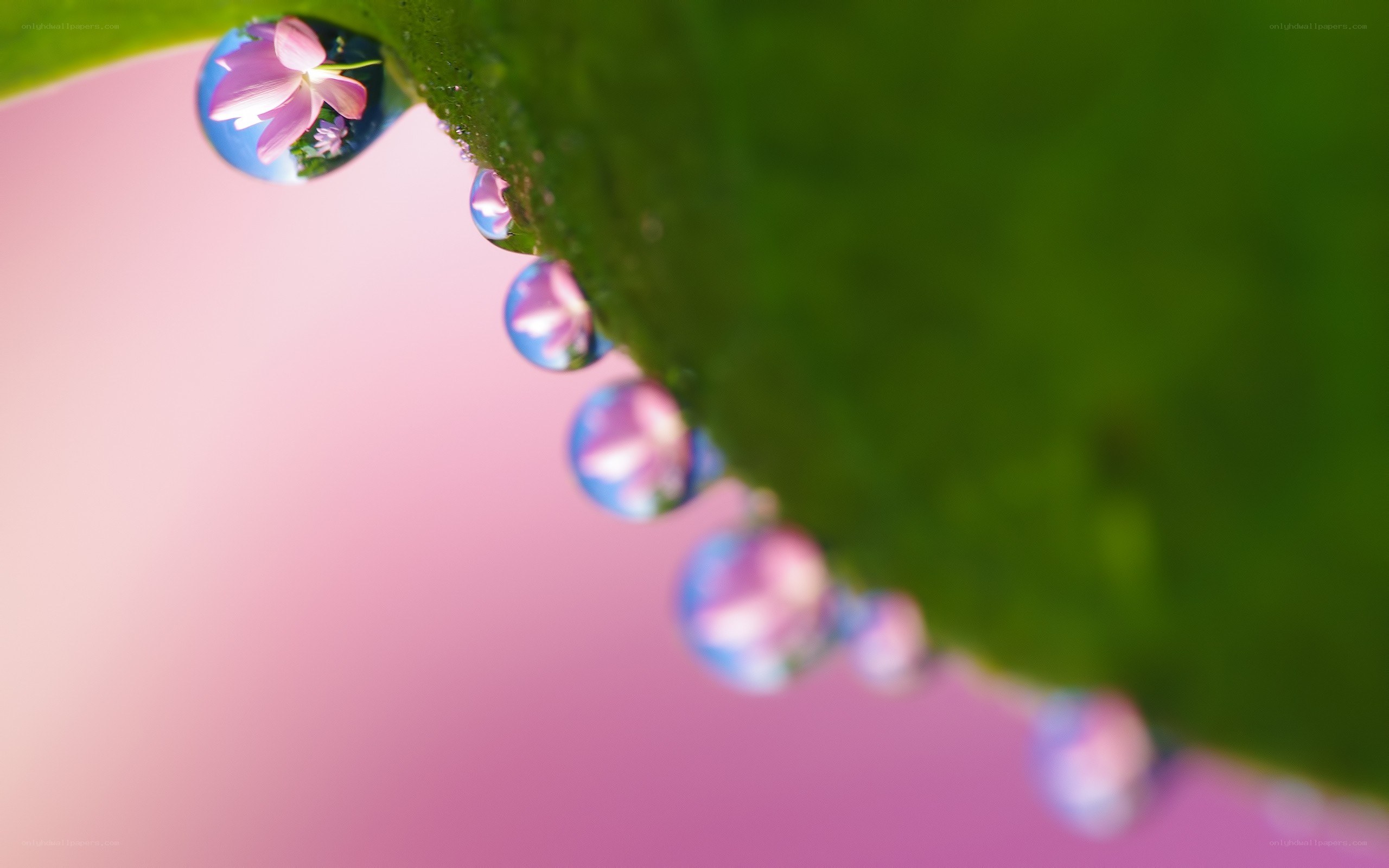 Water droplets on a leaf