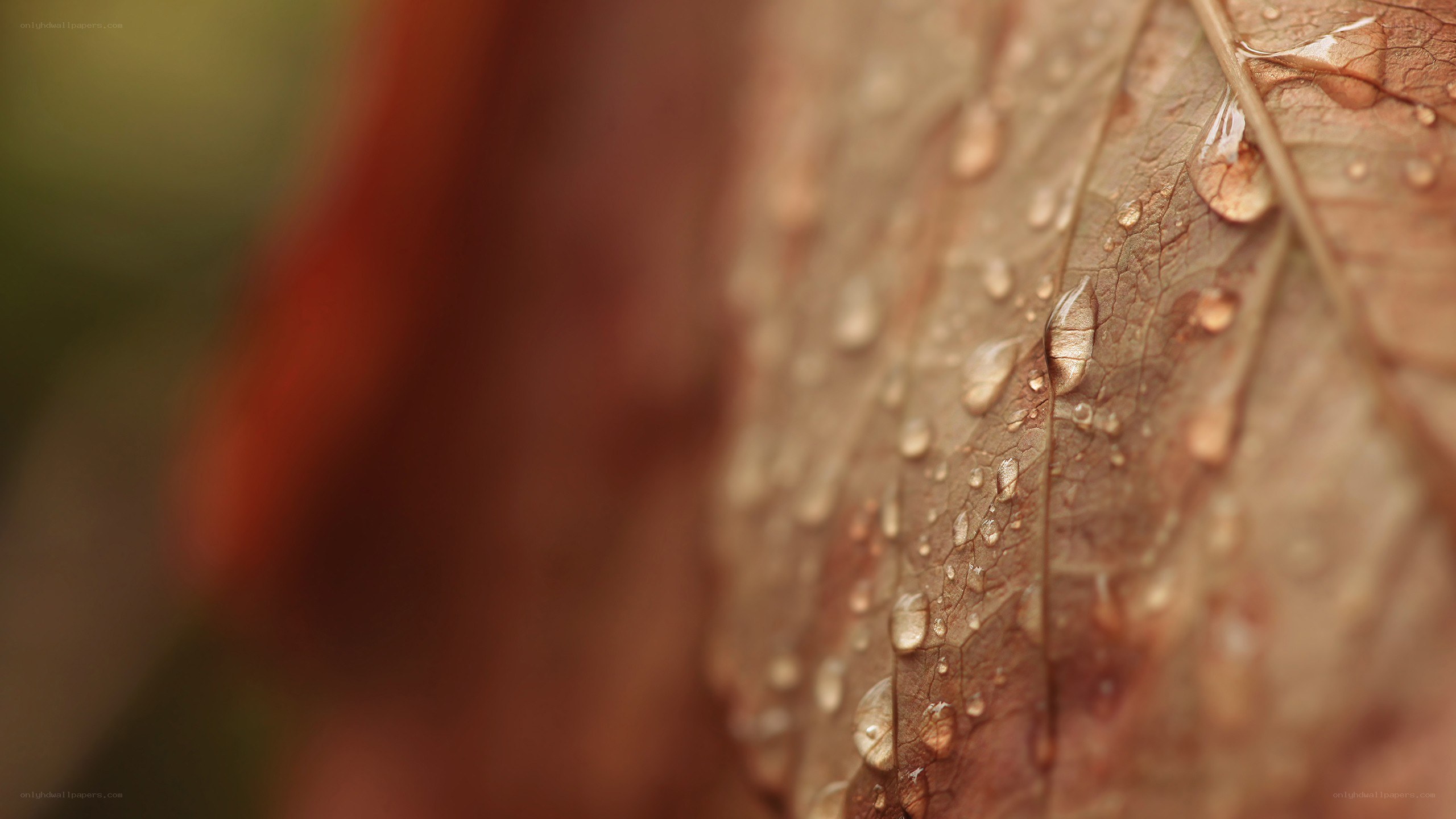 Water droplets on a leaf