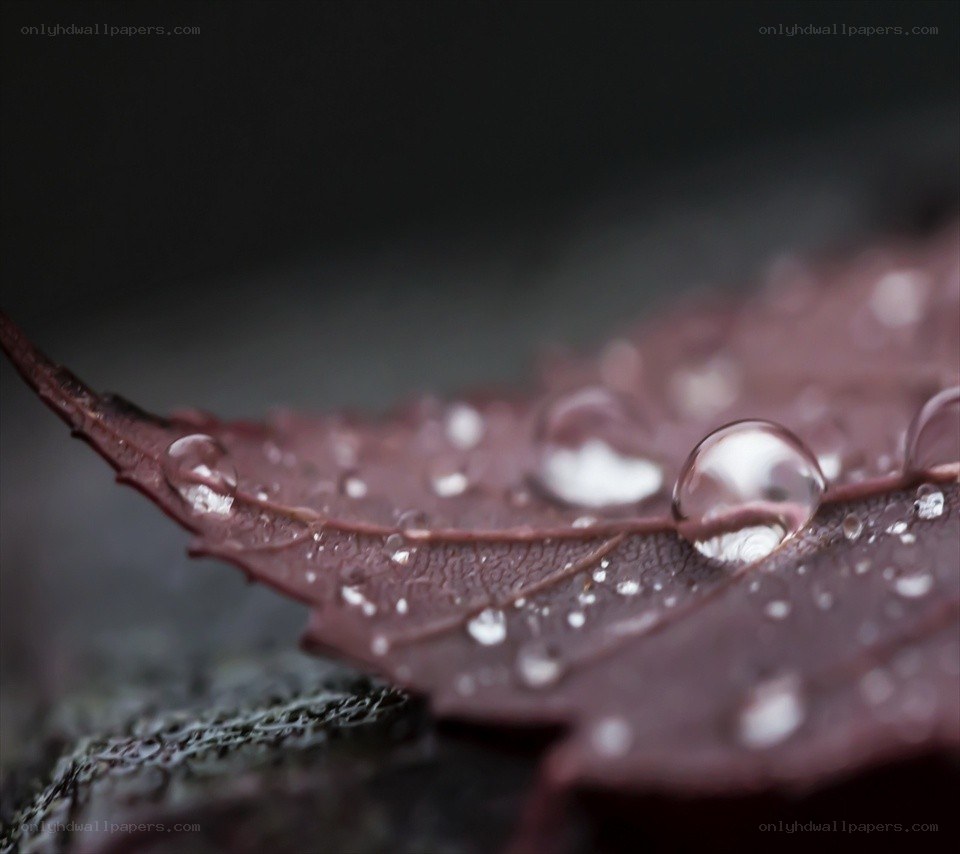 Water droplets on a leaf