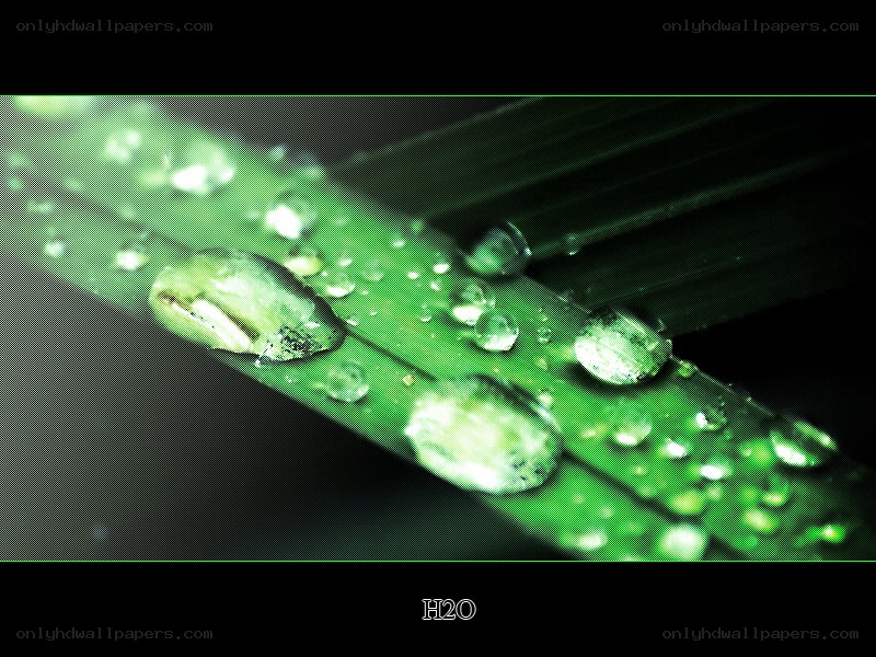 Water droplets on a leaf