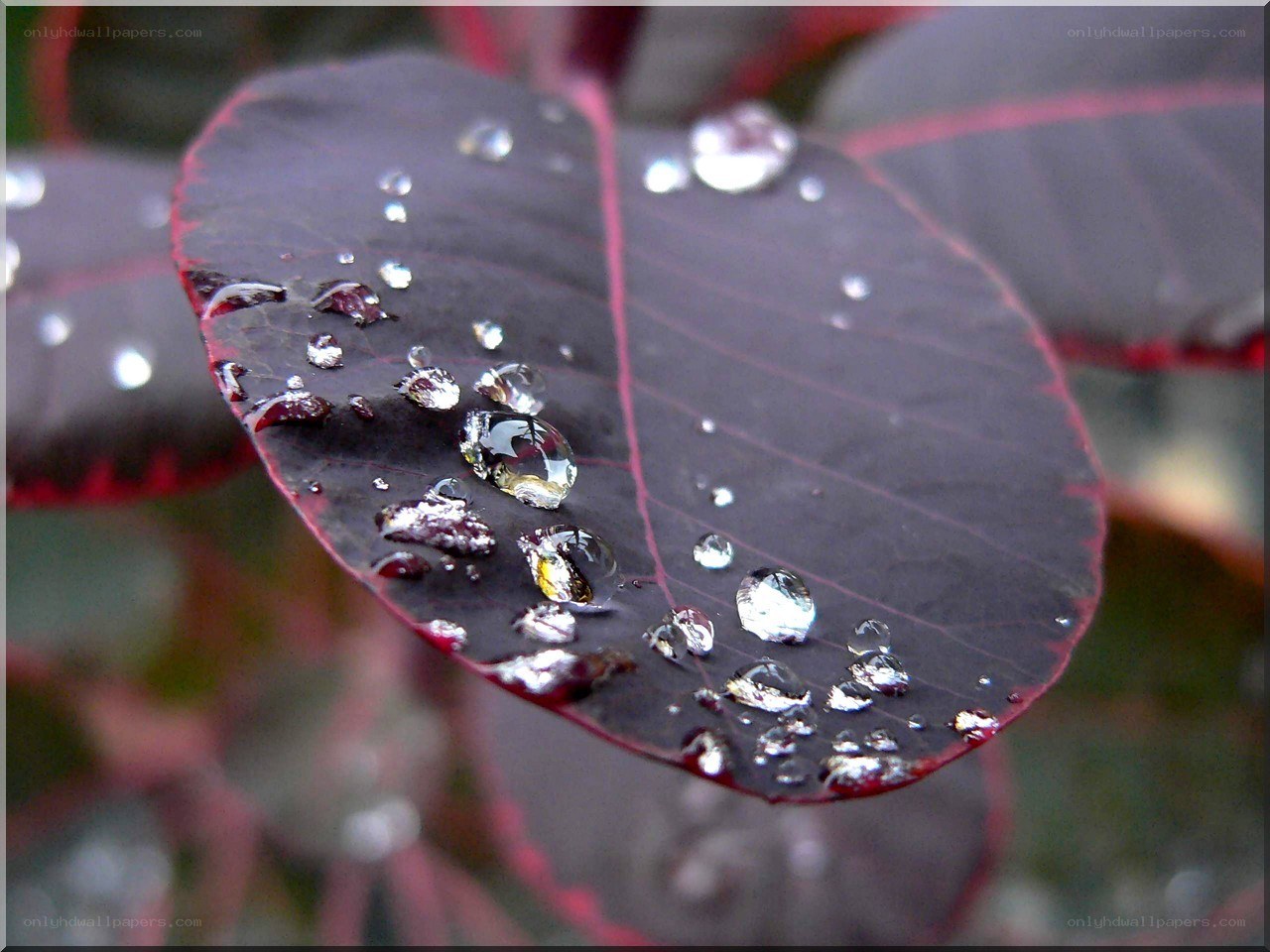 Water droplets on a leaf