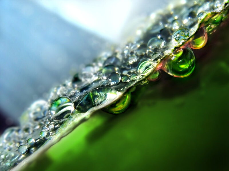 Water droplets on a leaf