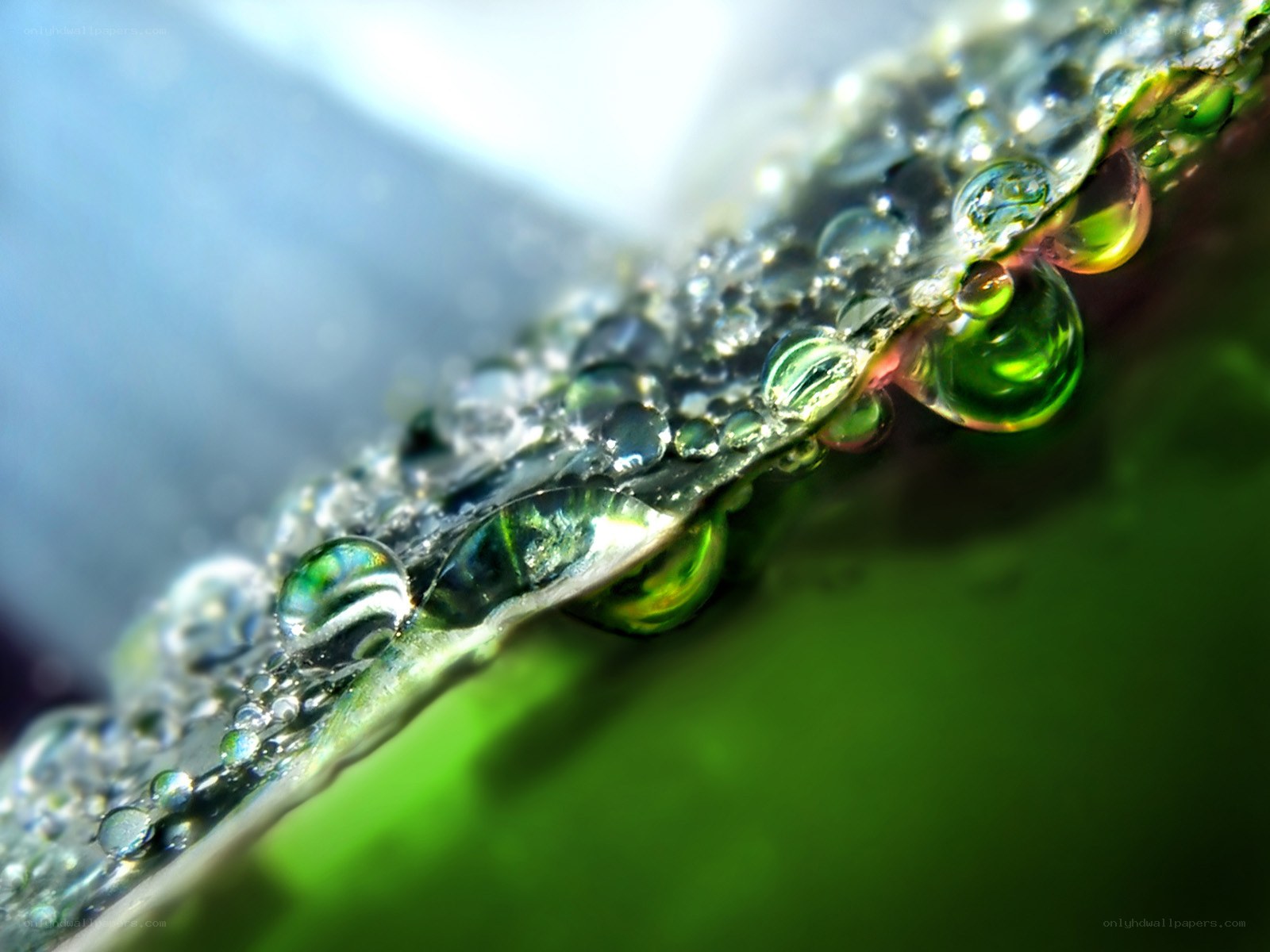 Water droplets on a leaf
