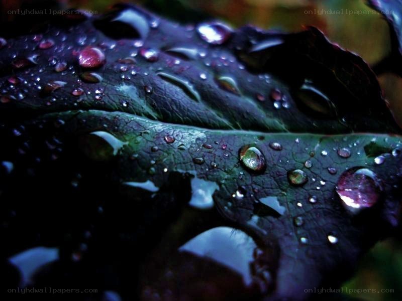 Water droplets on a leaf
