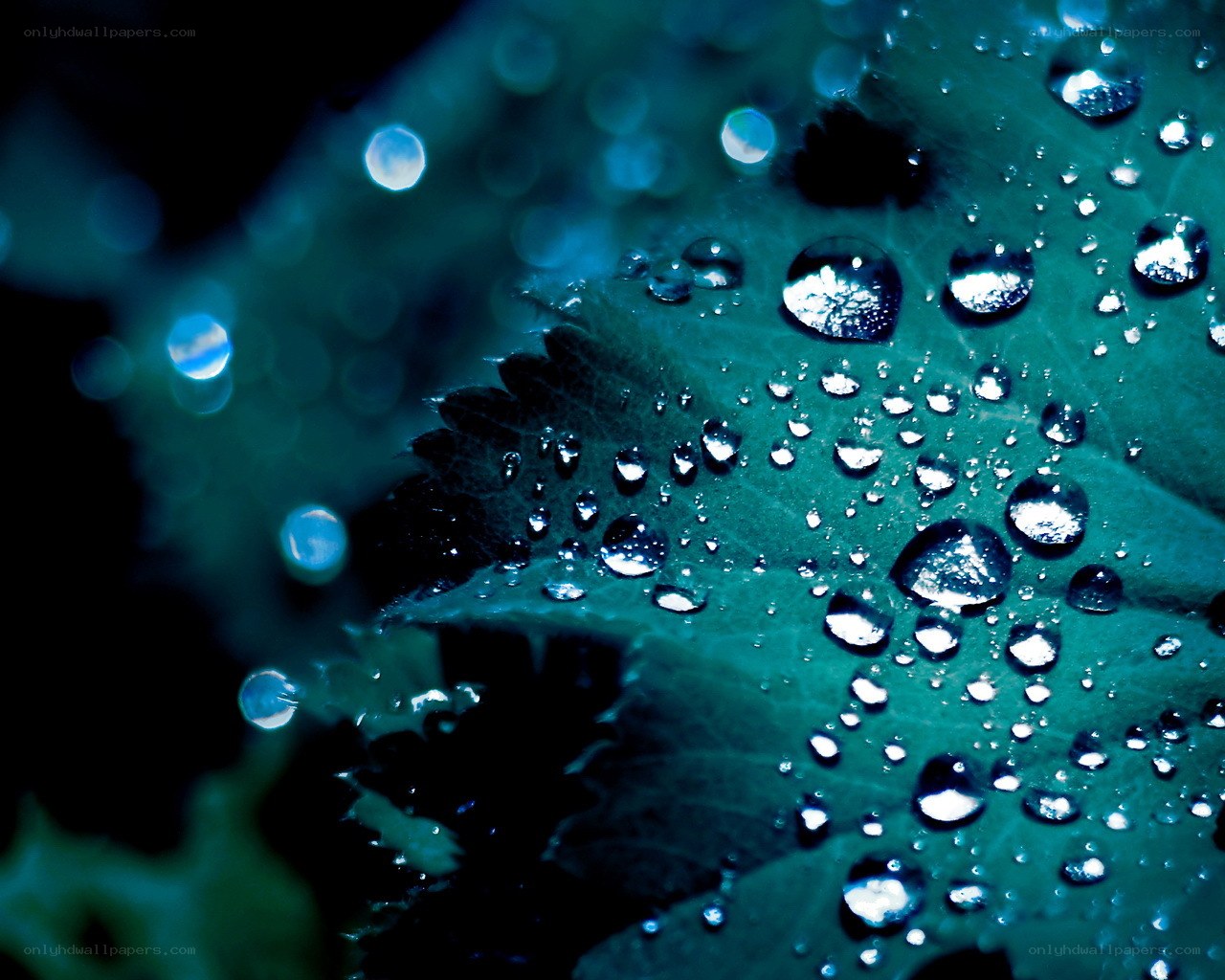 Water droplets on a leaf
