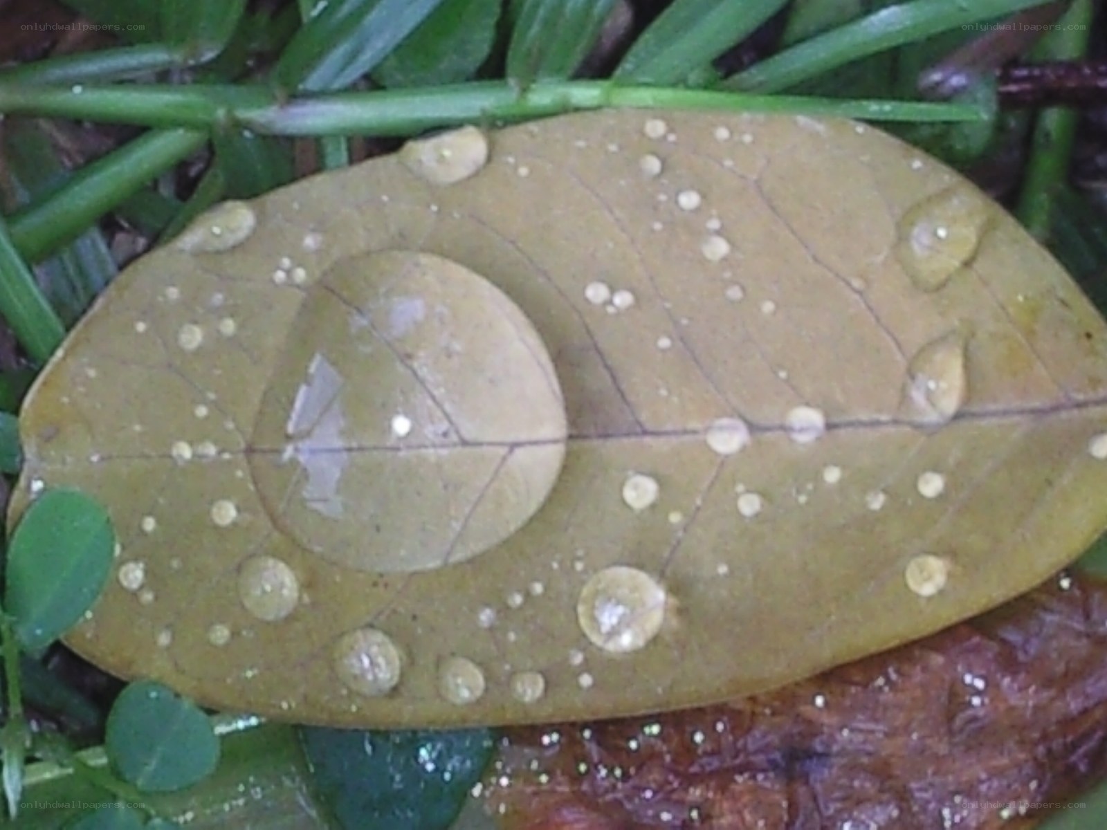 Water droplets on a leaf