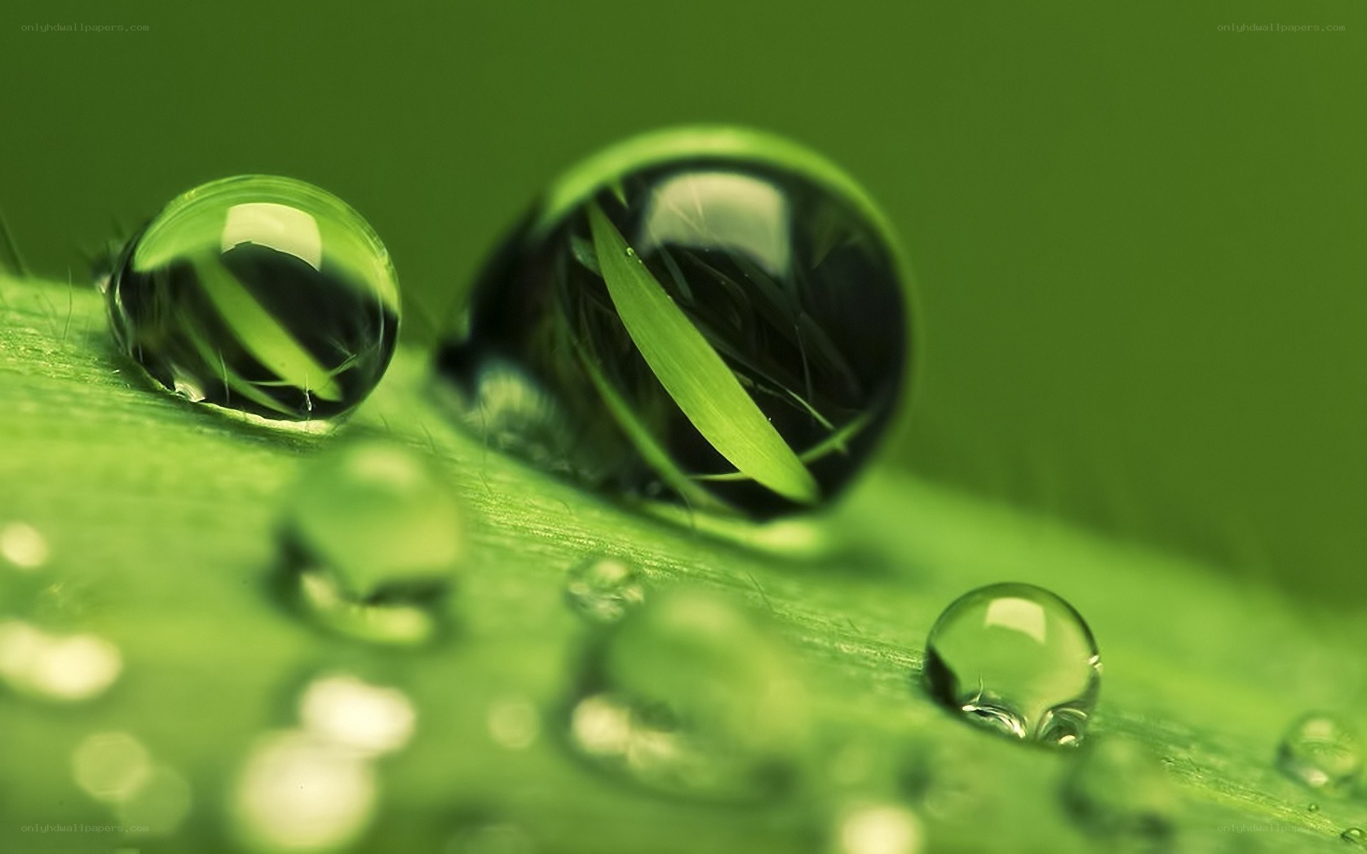 Water droplets on a leaf