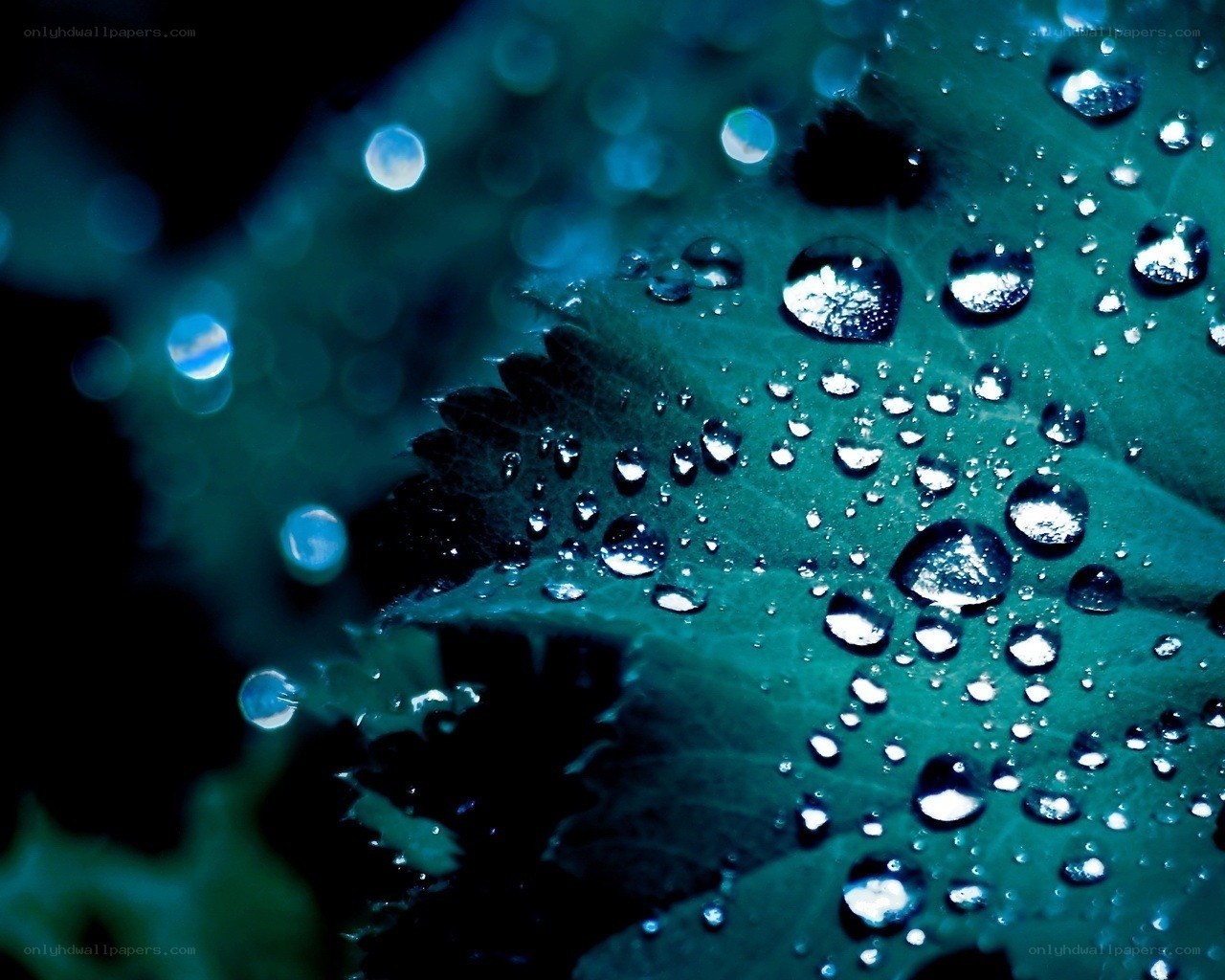 Water droplets on a leaf