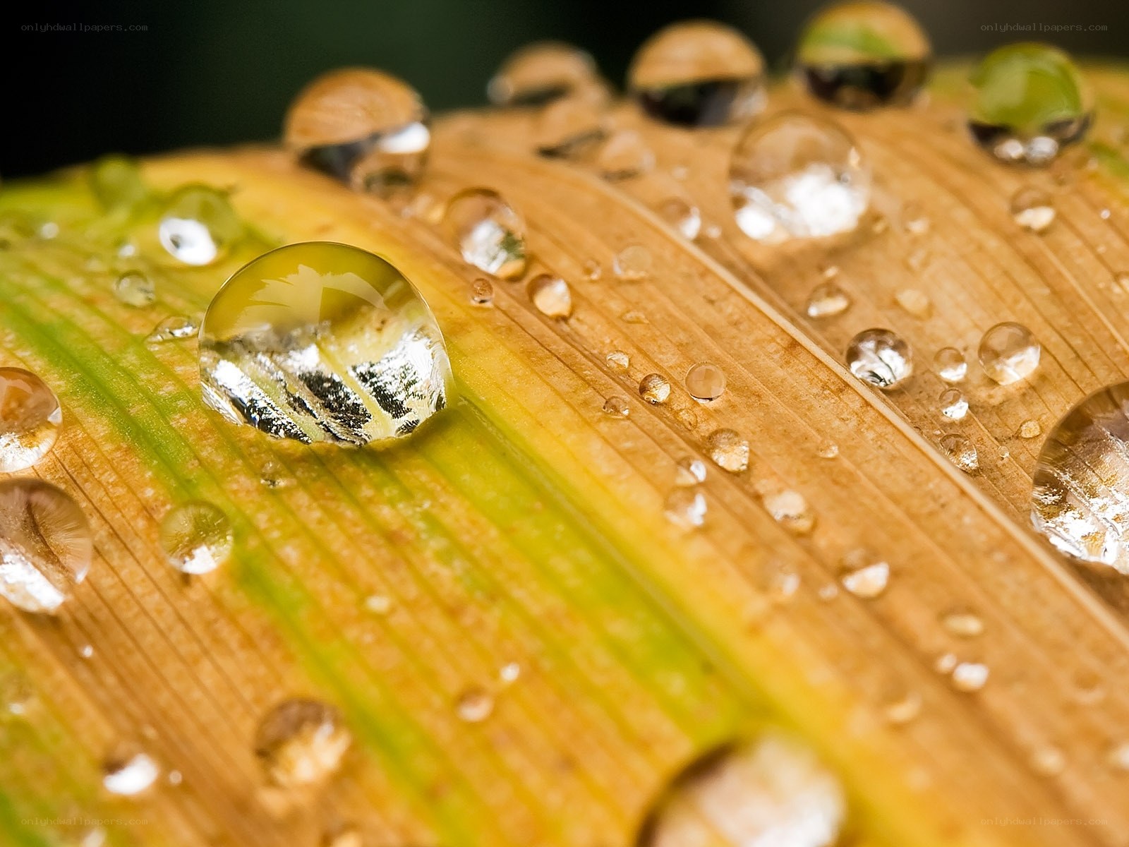 Water droplets on a leaf