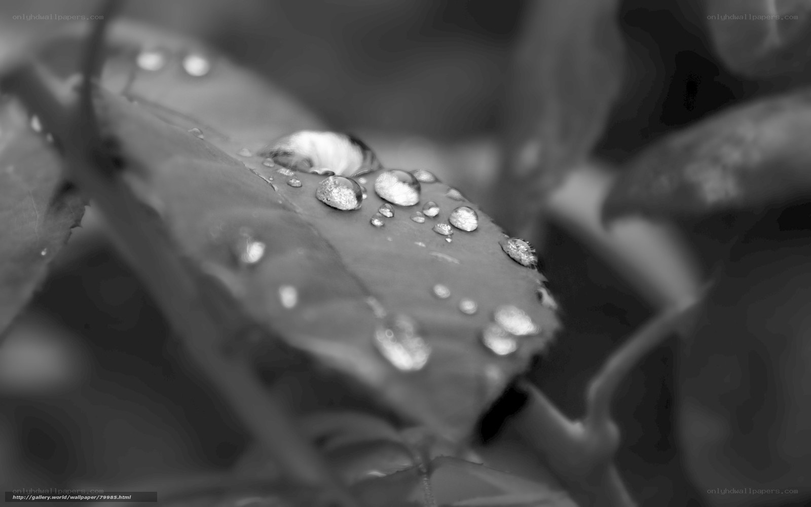 Water droplets on a leaf