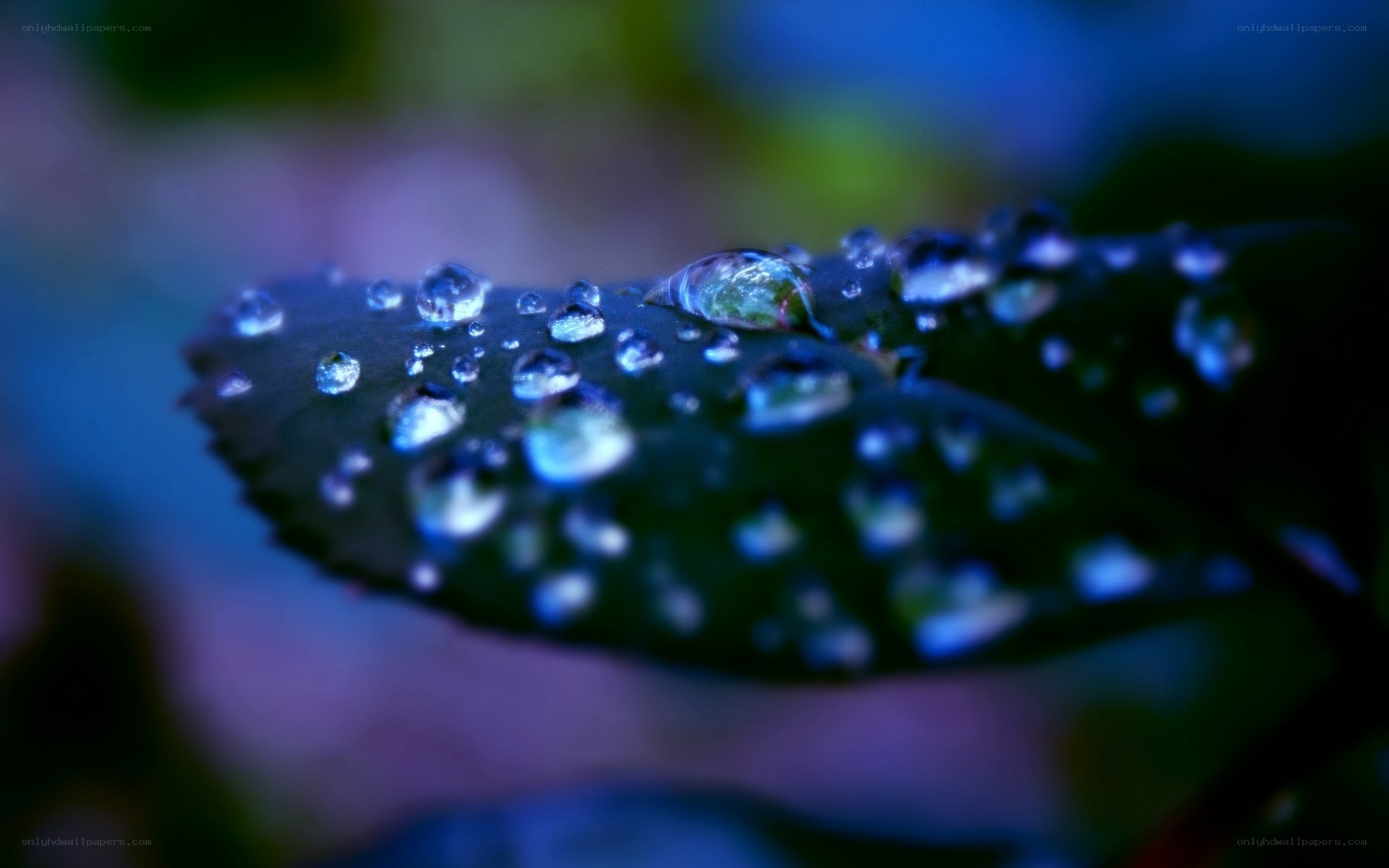 Water droplets on a leaf