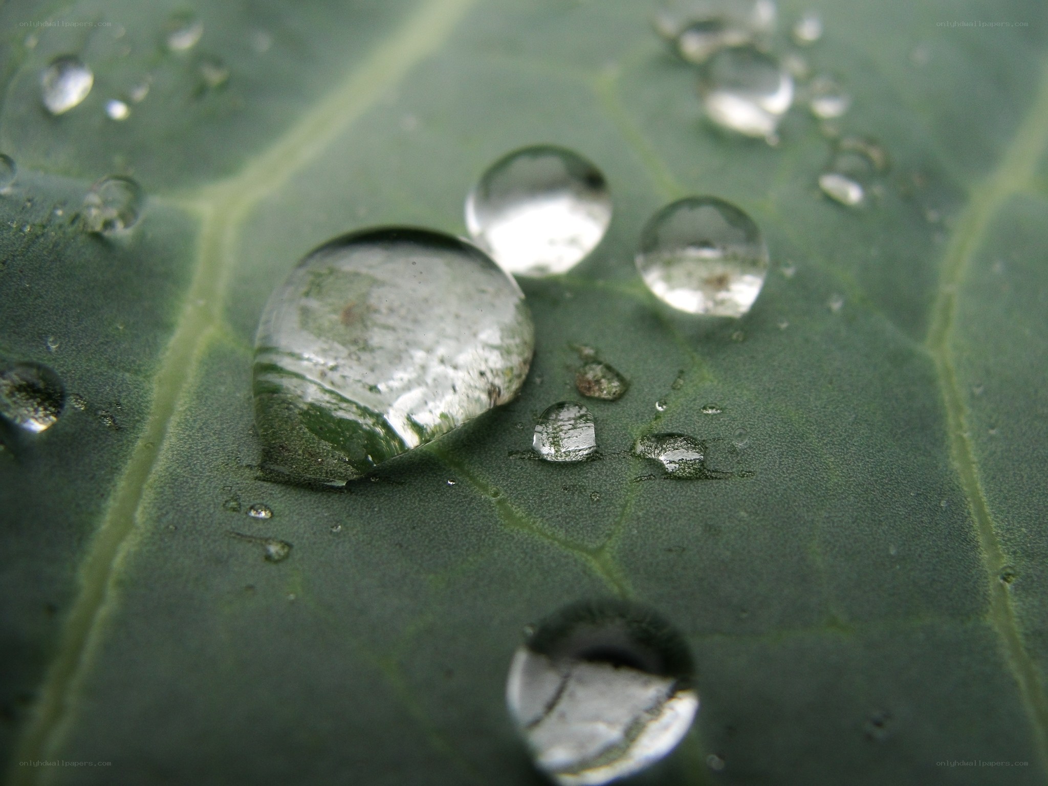 Water droplets on a leaf