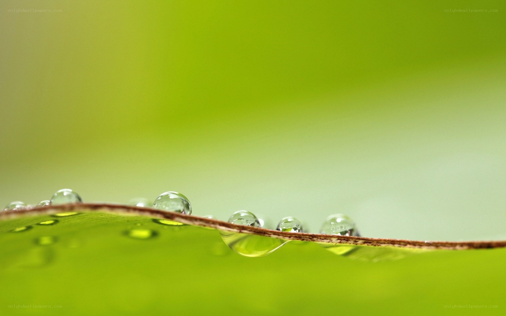 Water droplets on a leaf