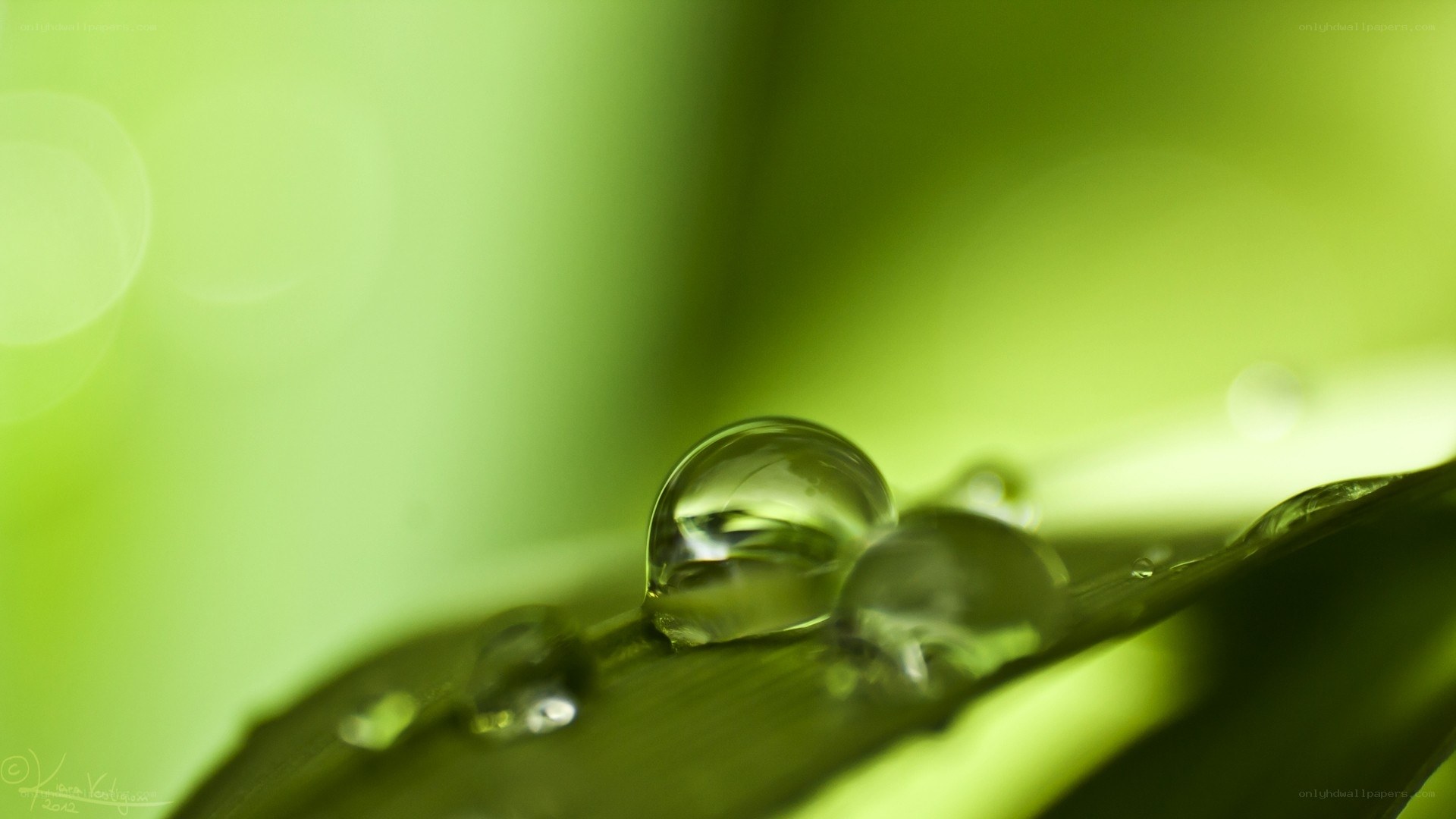 Water droplets on a leaf