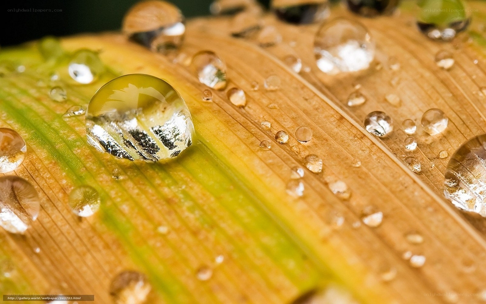 Water droplets on a leaf