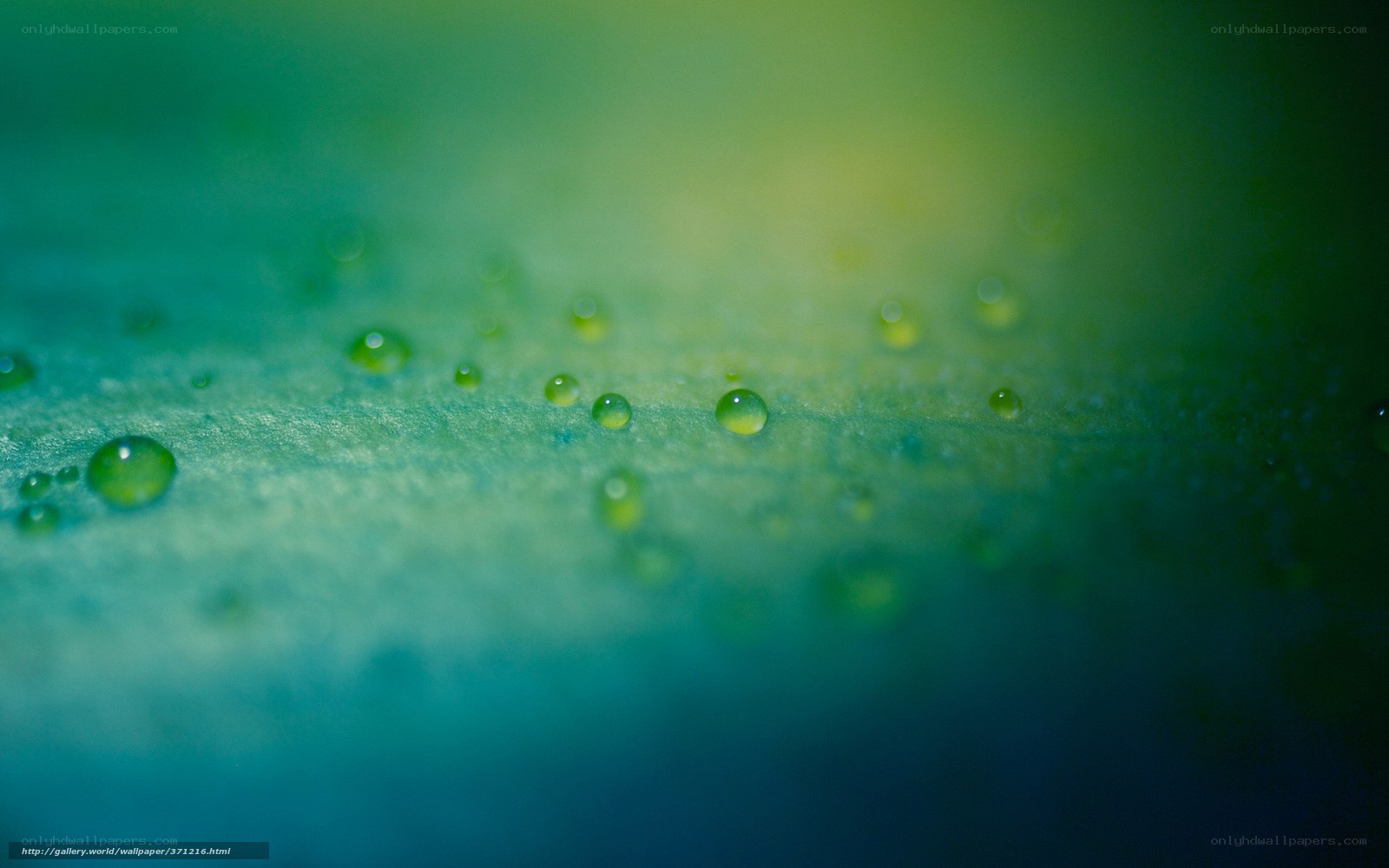 Water droplets on a leaf