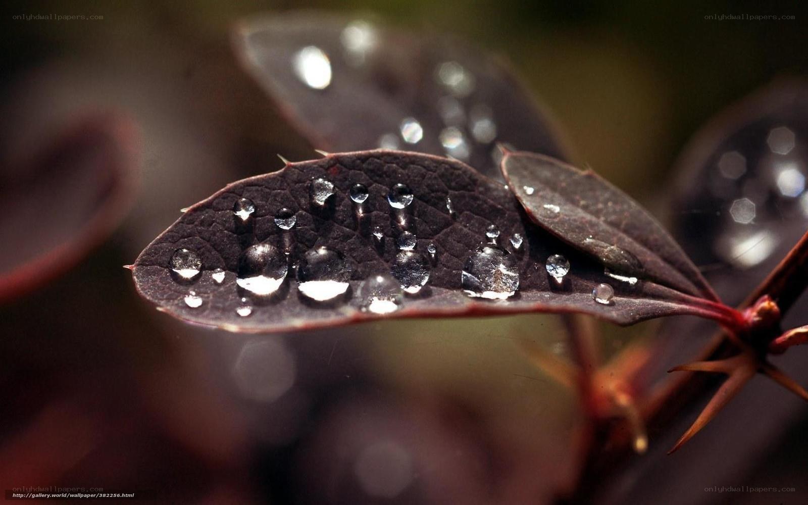 Water droplets on a leaf