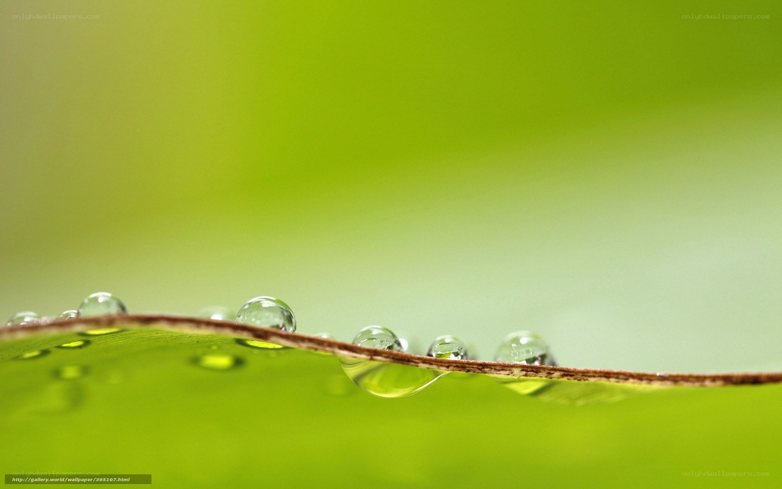 Water droplets on a leaf