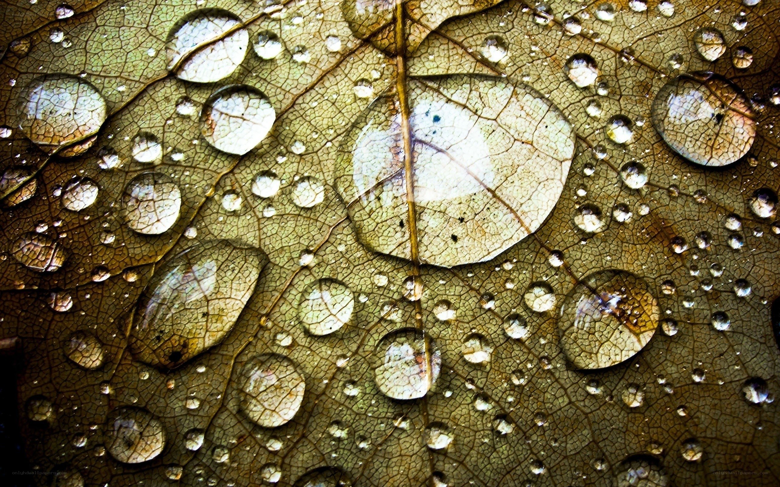 Water droplets on a leaf