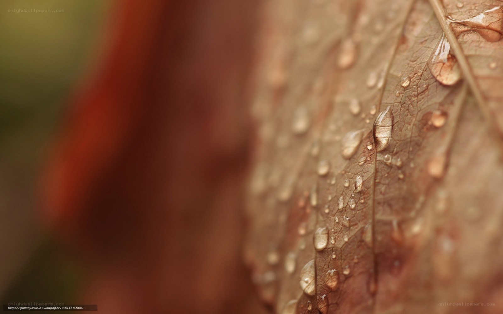 Water droplets on a leaf
