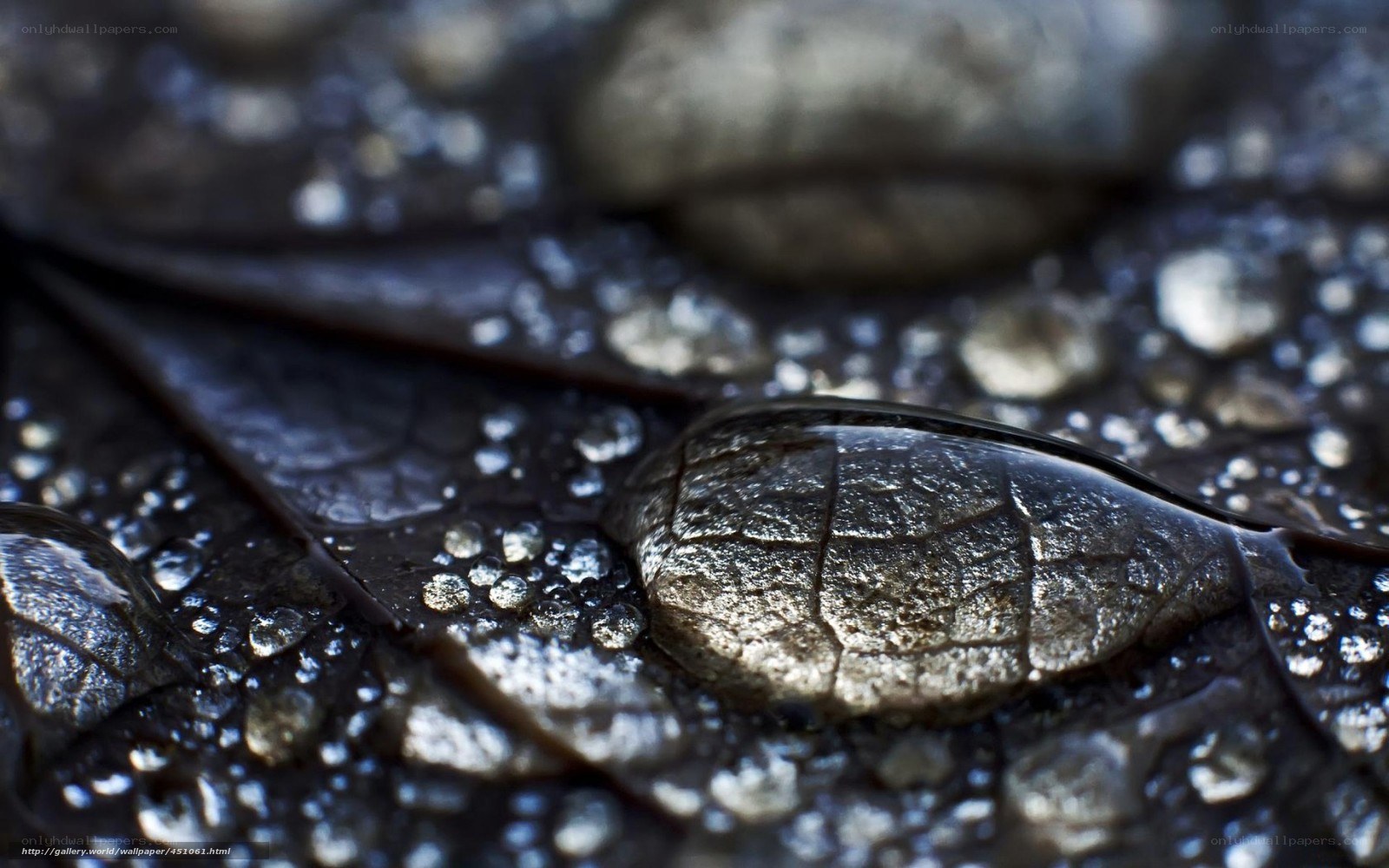 Water droplets on a leaf