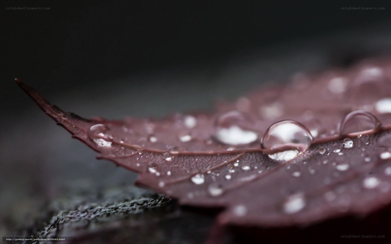 Water droplets on a leaf