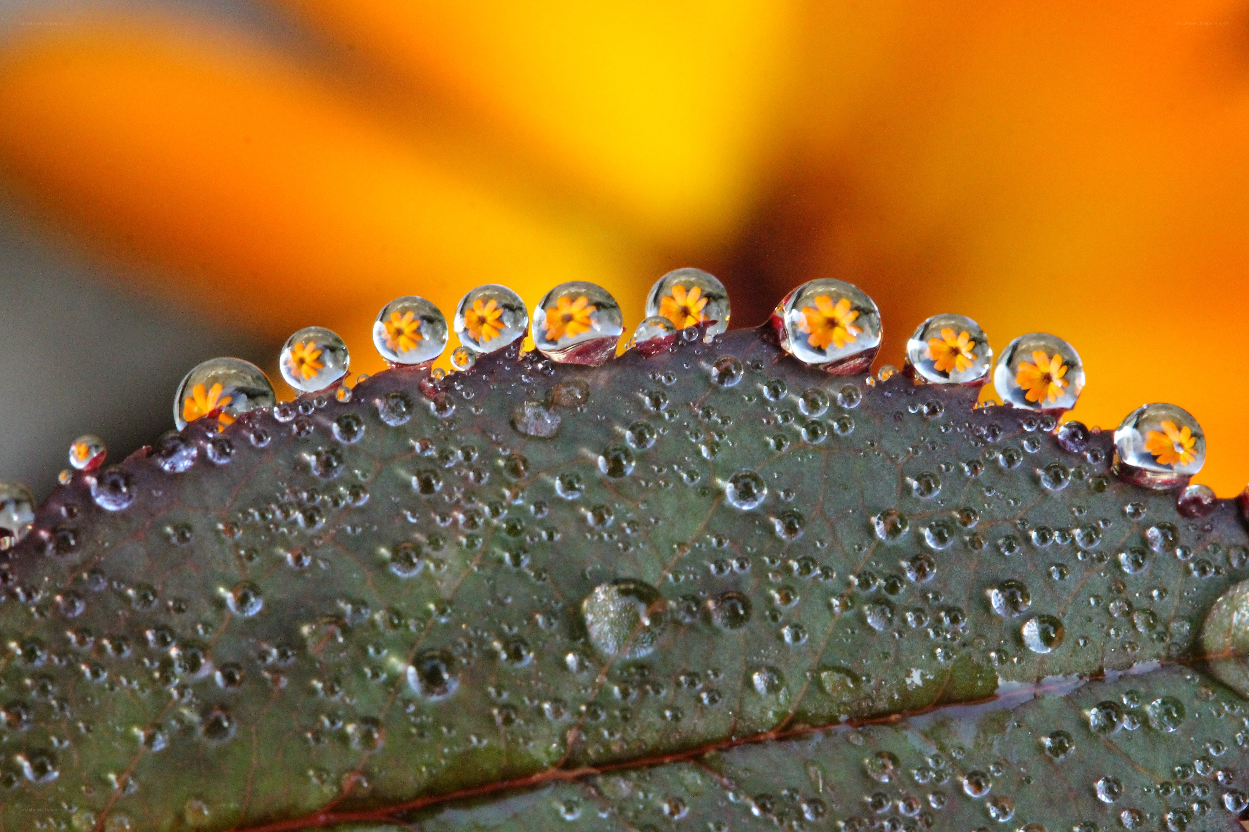 Water droplets on a leaf