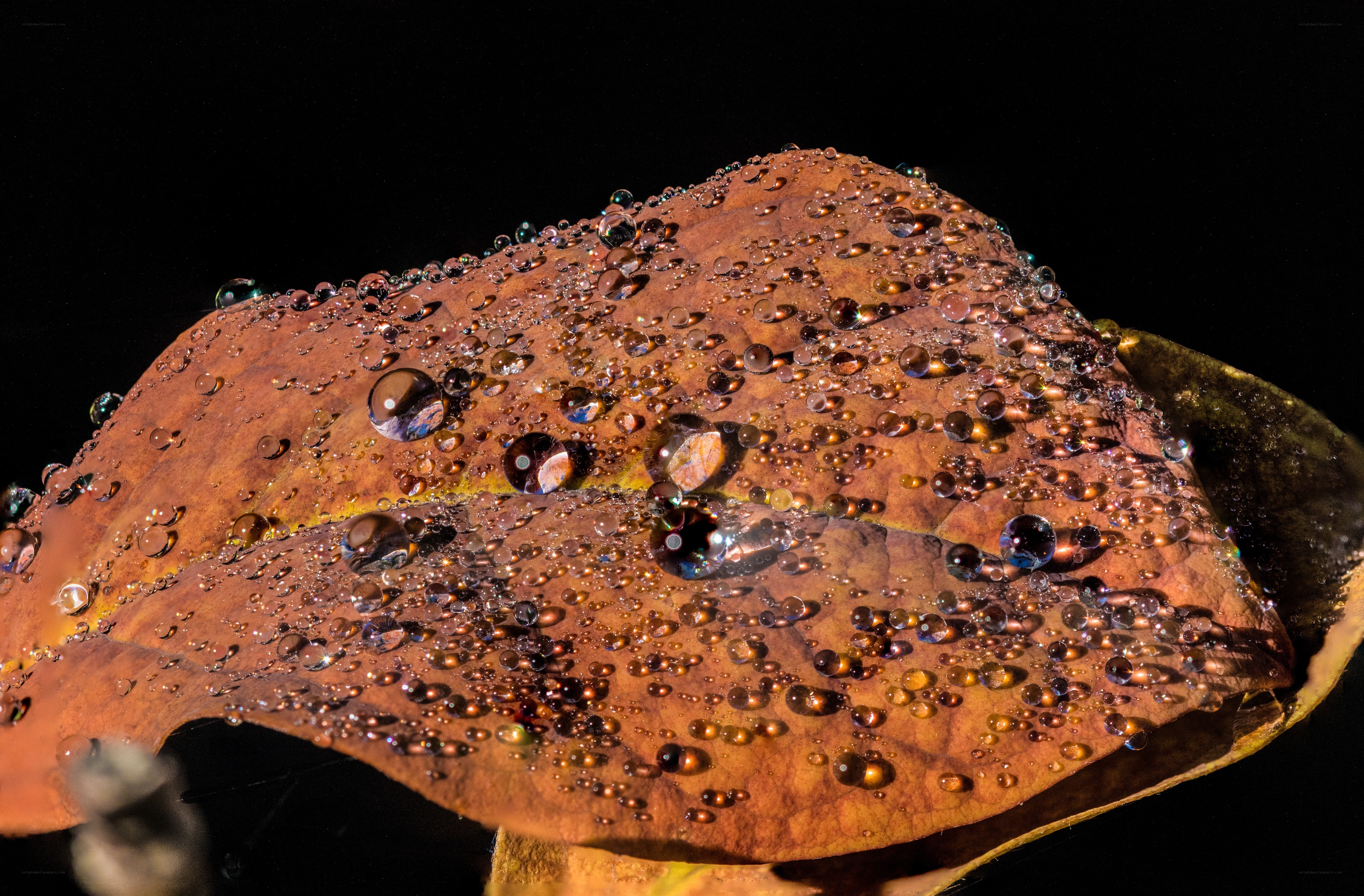 Water droplets on a leaf
