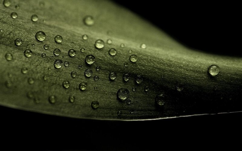 Water droplets on a leaf