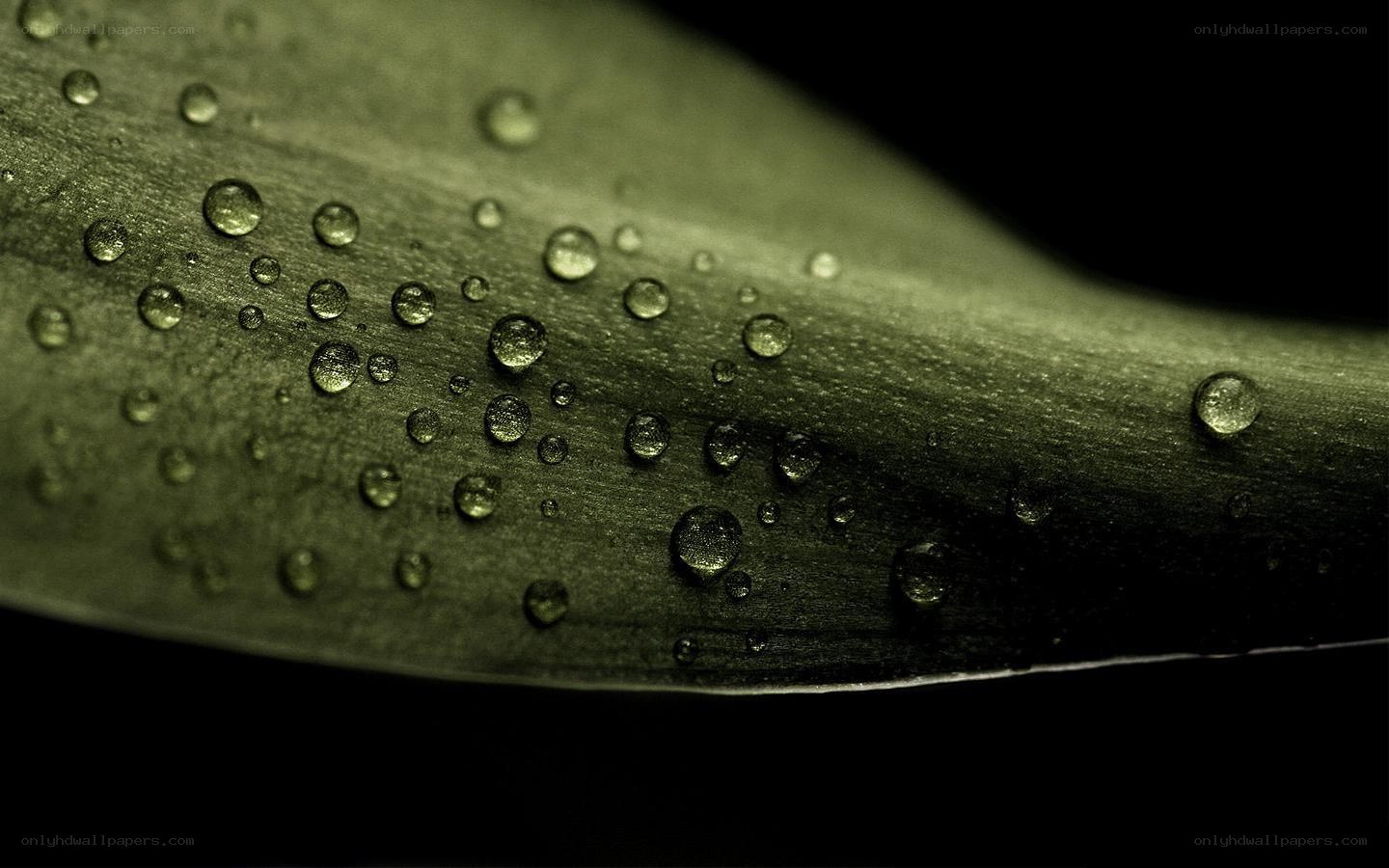 Water droplets on a leaf