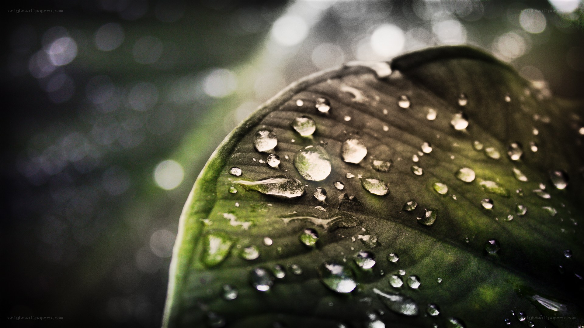 Water droplets on a leaf