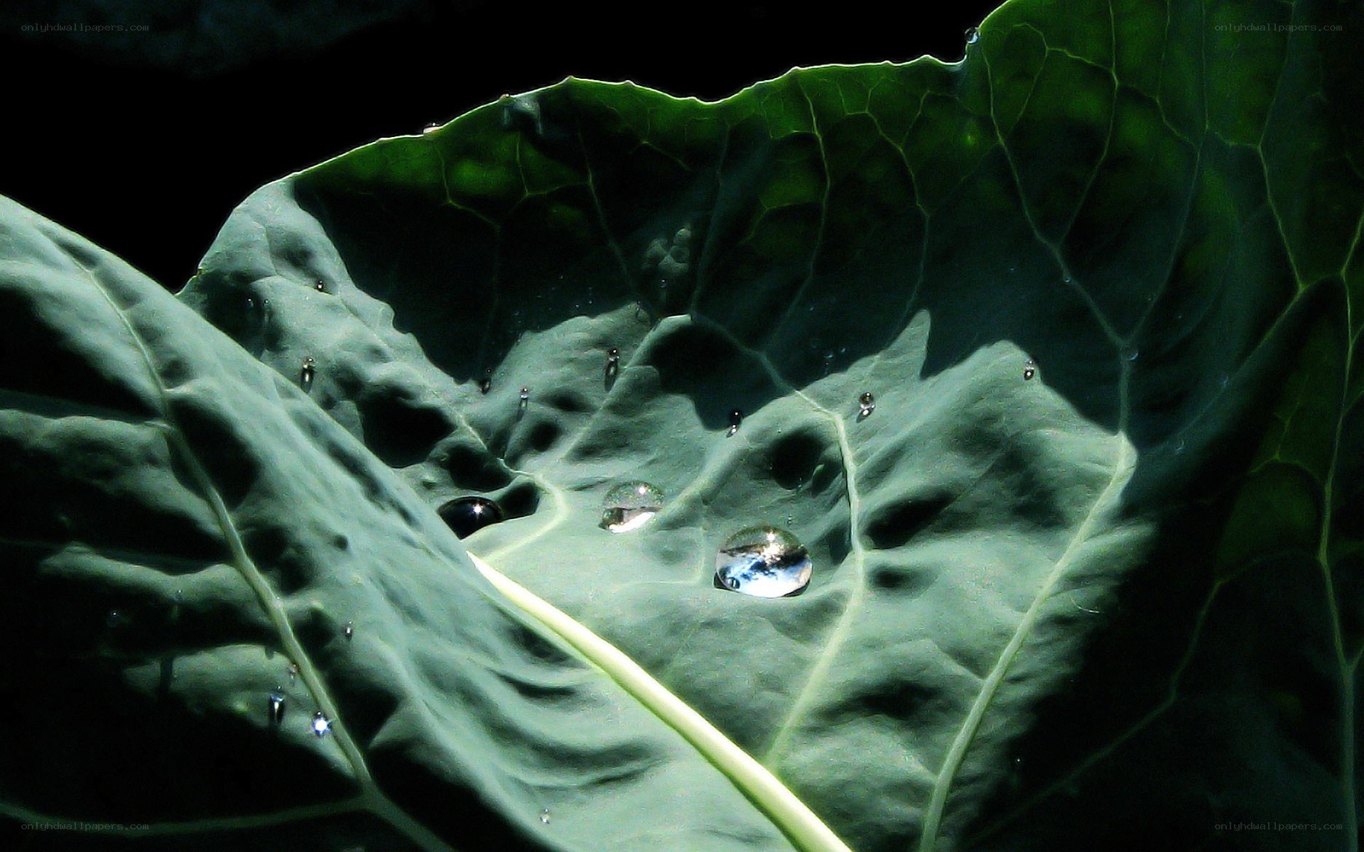 Water droplets on a leaf