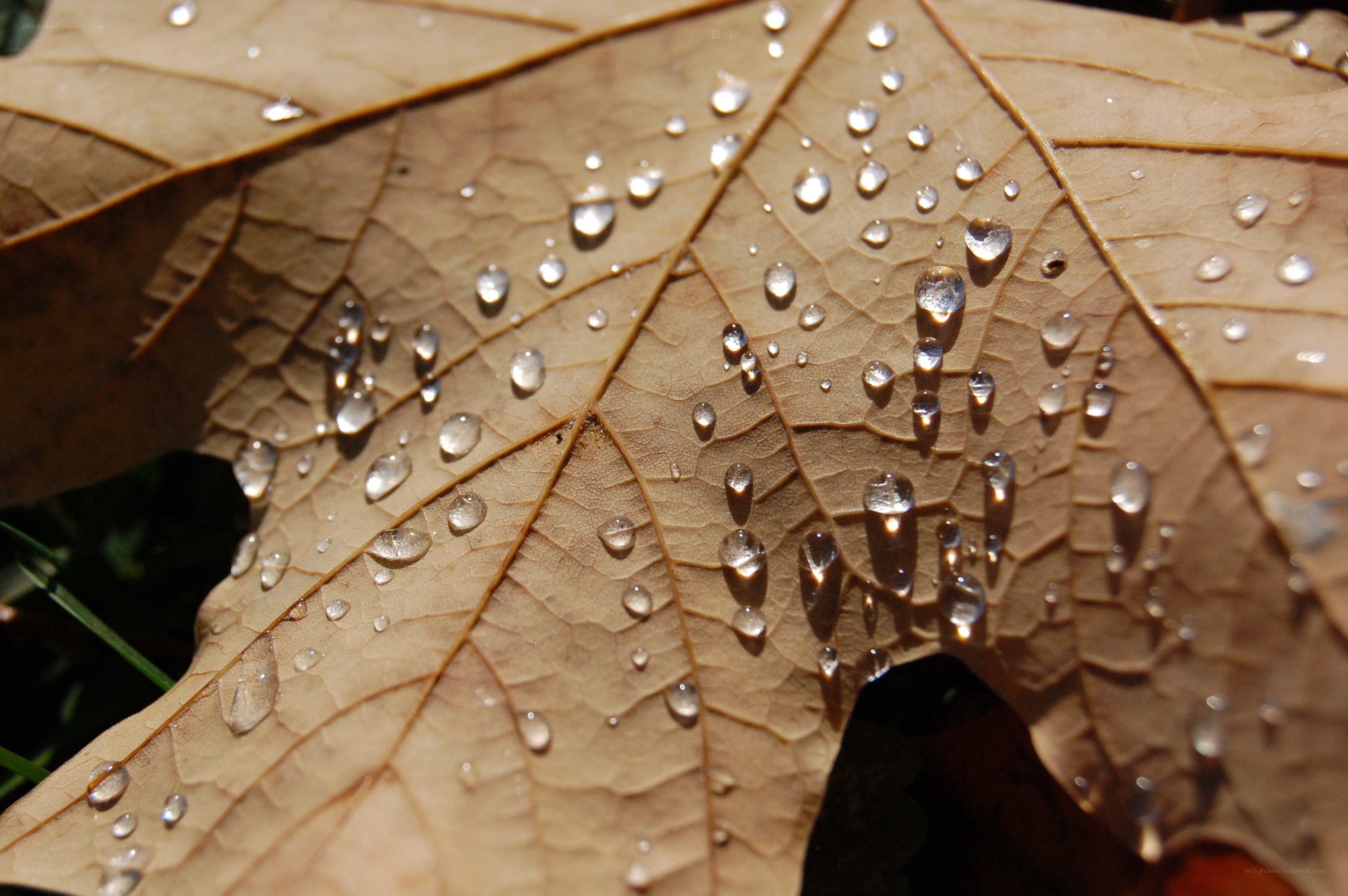 Water droplets on a leaf