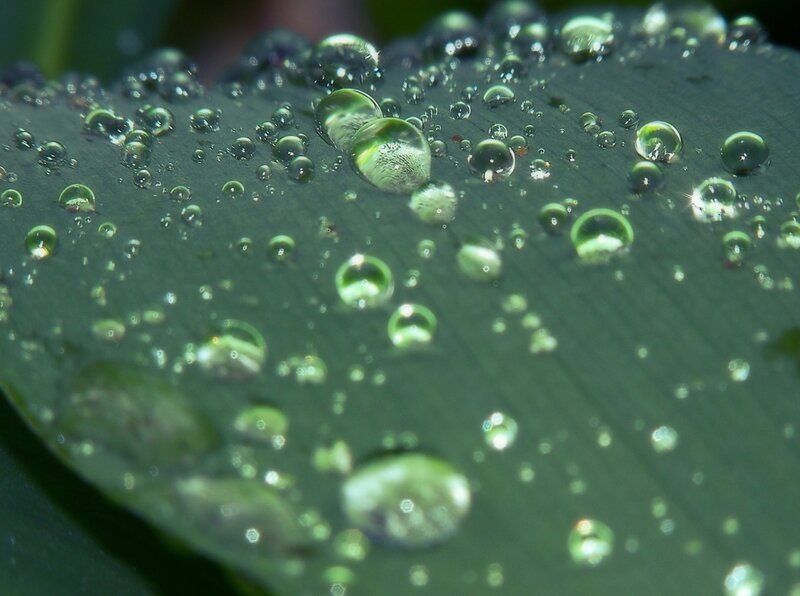 Water droplets on a leaf