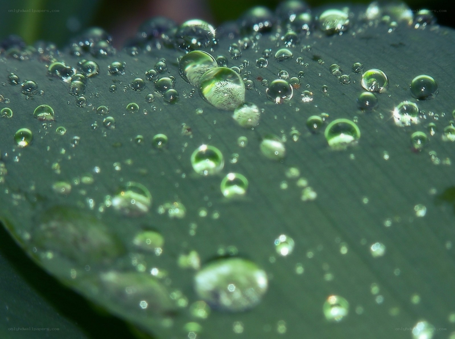 Water droplets on a leaf