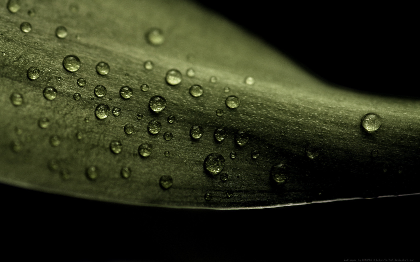 Water droplets on a leaf